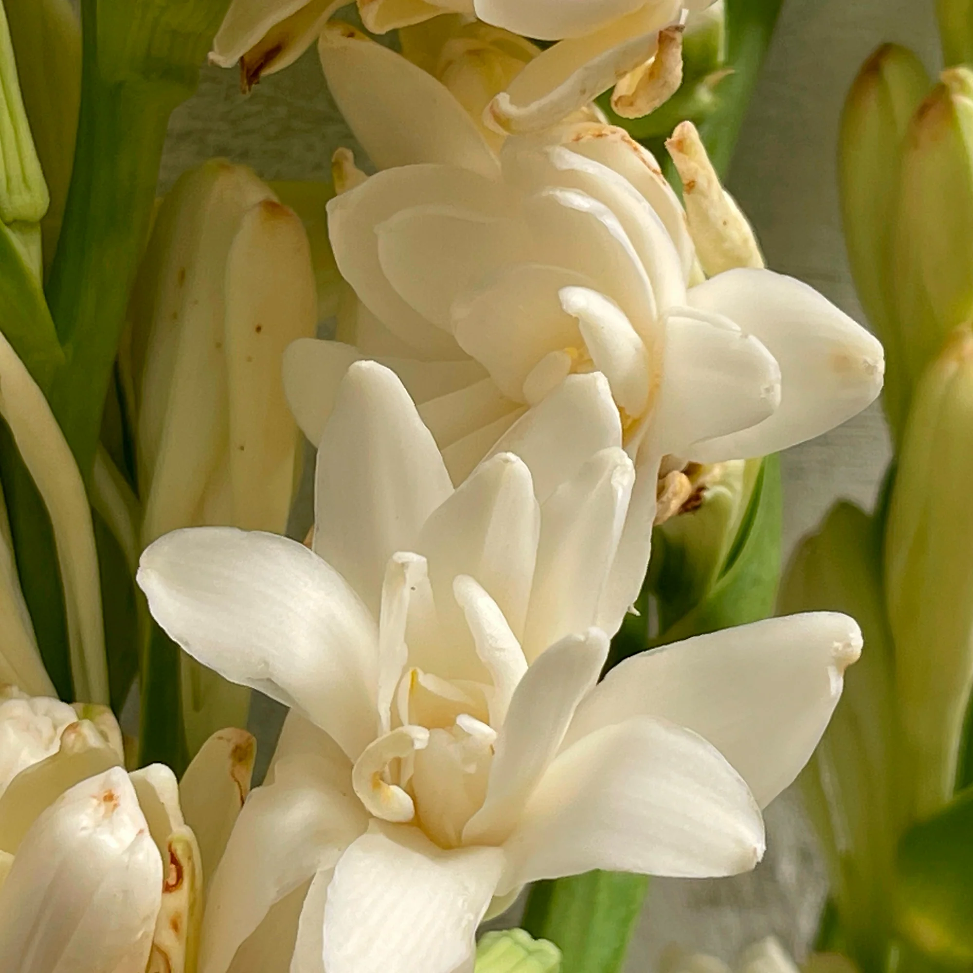 Tuberoos 'The Pearl' (x3) - Image 2
