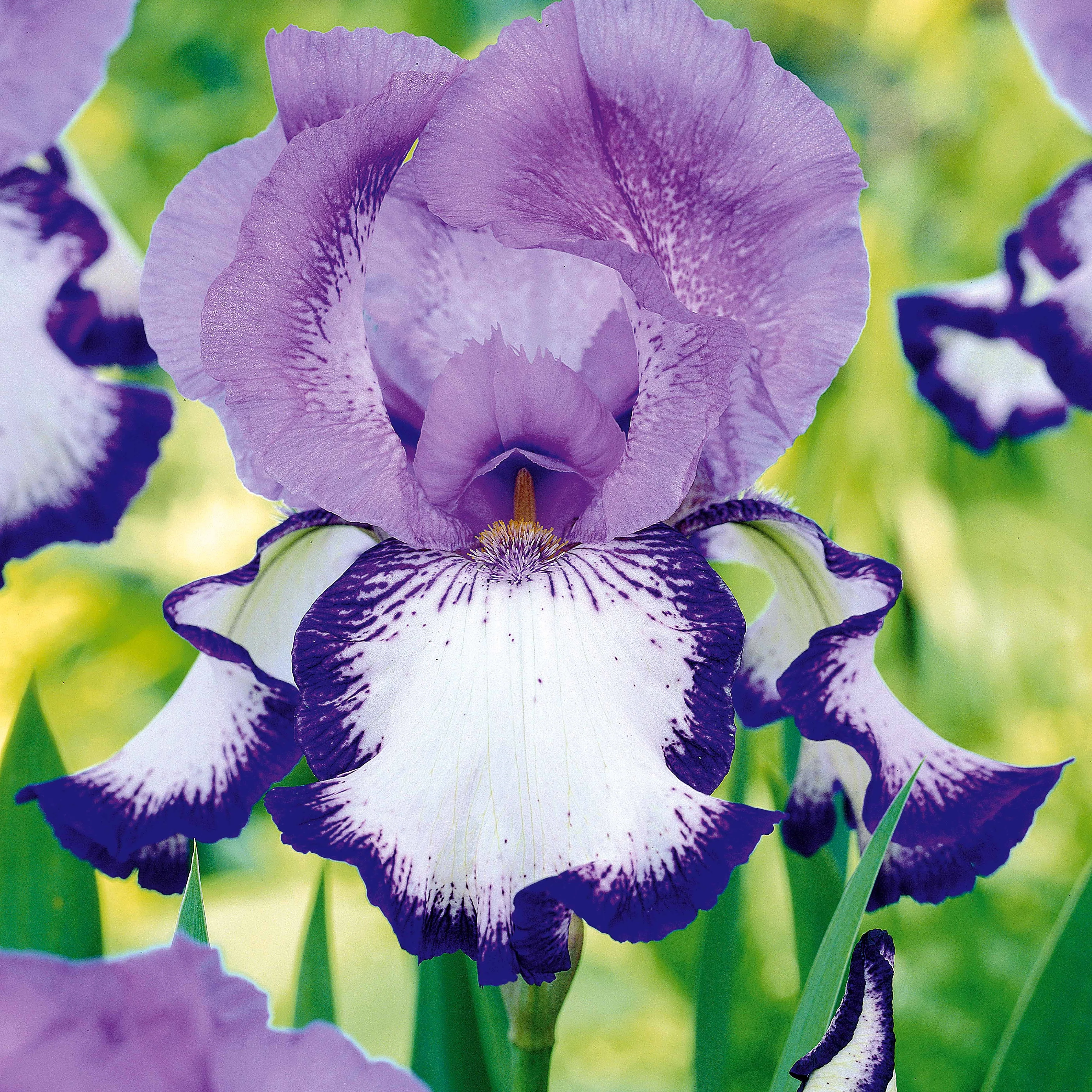 Tuiniris collectie: Lasso, Border, Sangreal (x6) - Image 3