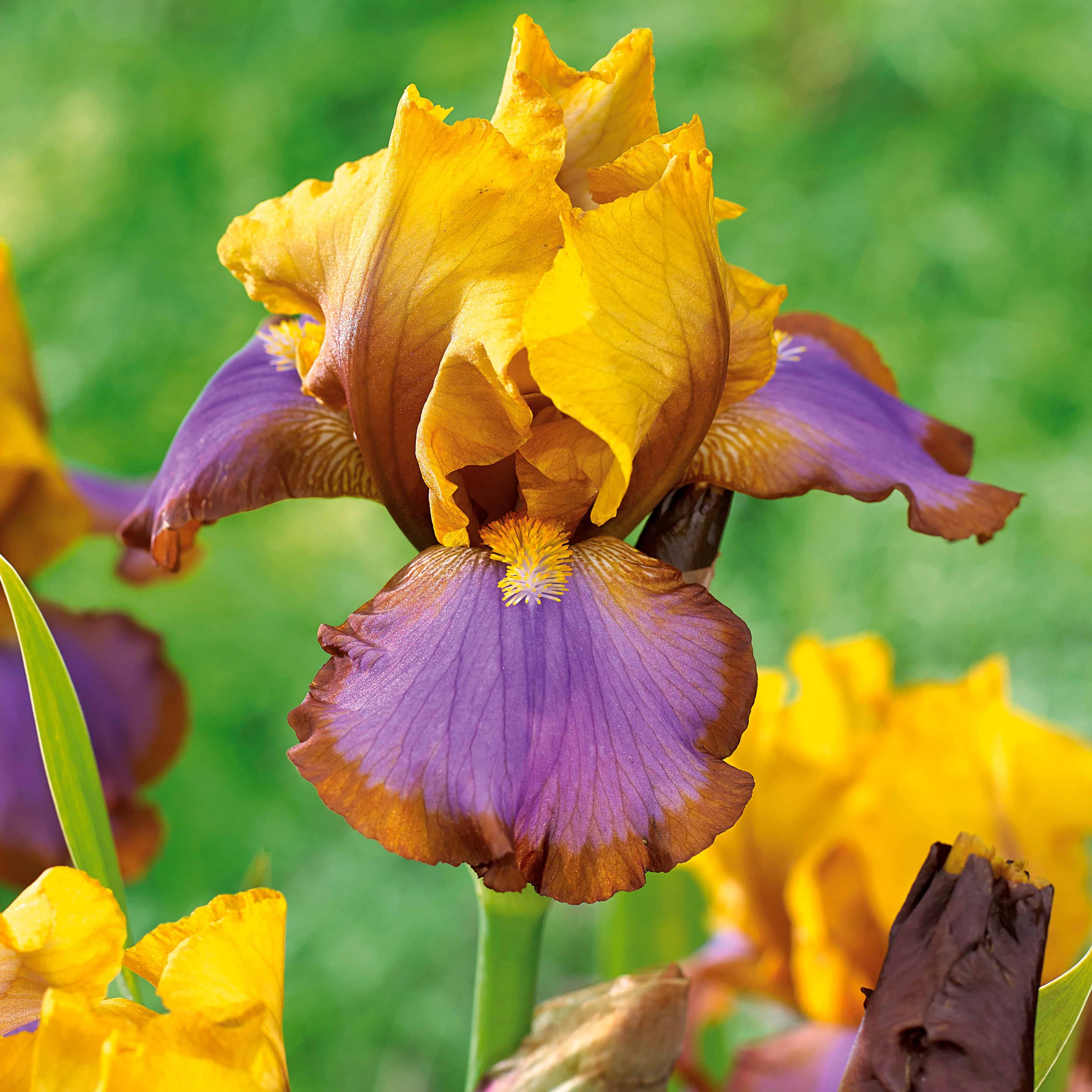 Tuiniris collectie: Lasso, Border, Sangreal (x6) - Image 4