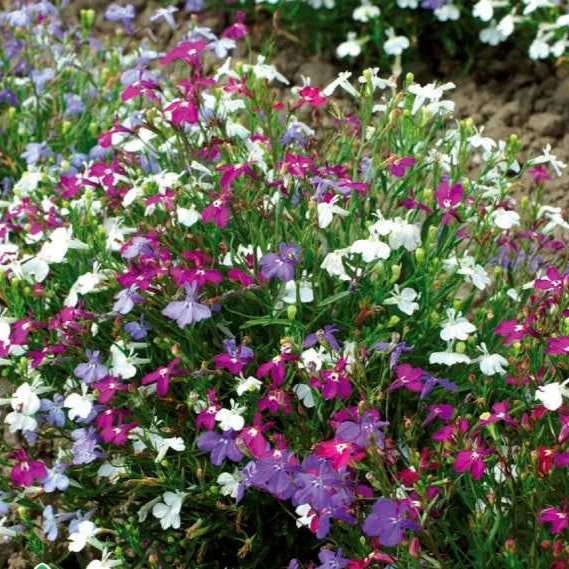 Tuinlobelia Mix 'Magic Circles'
