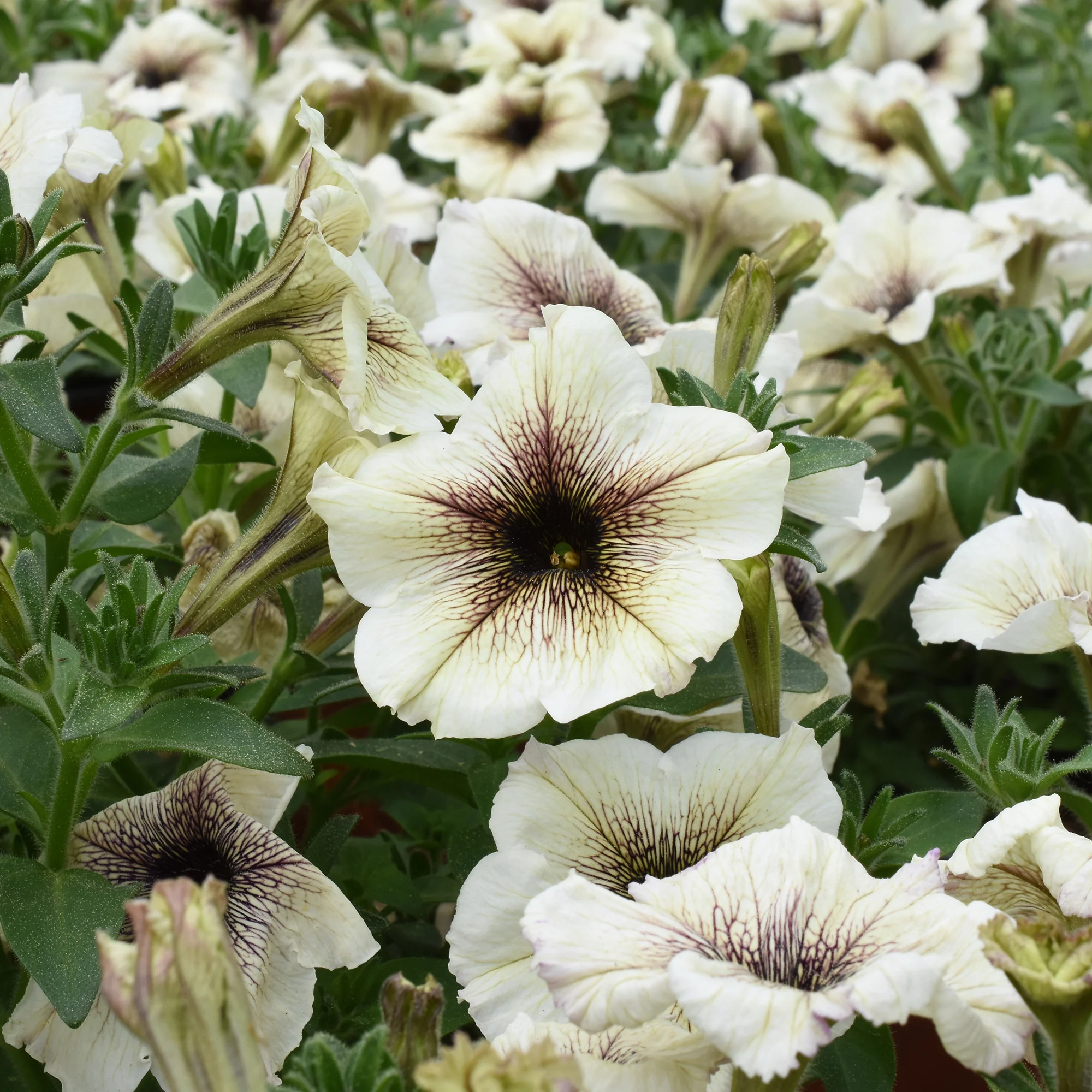Tuinpetunia