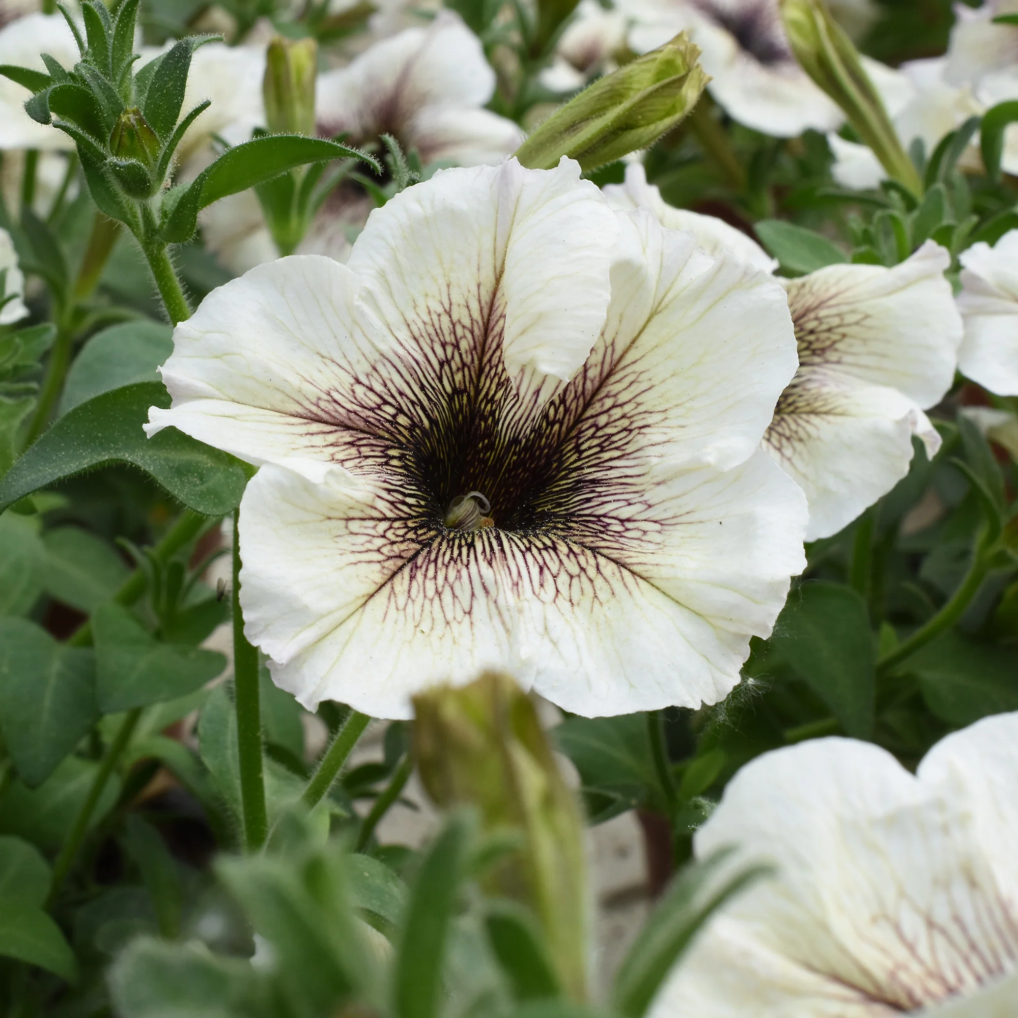 Tuinpetunia - Image 2