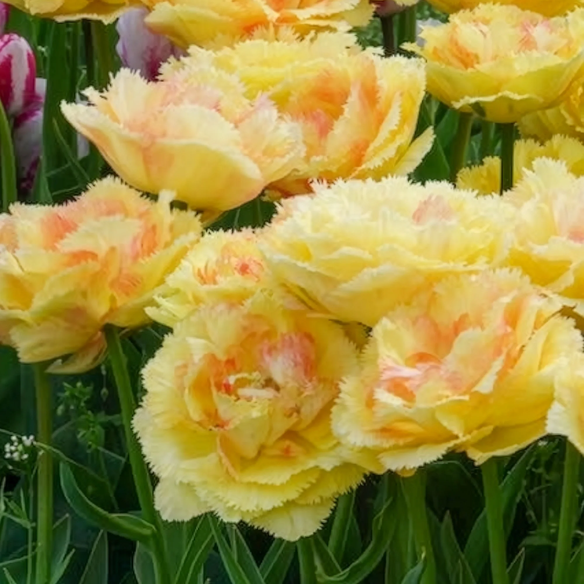 Tulp 'Vaya con Dios'