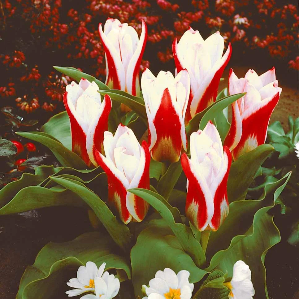 Miniatuur 2