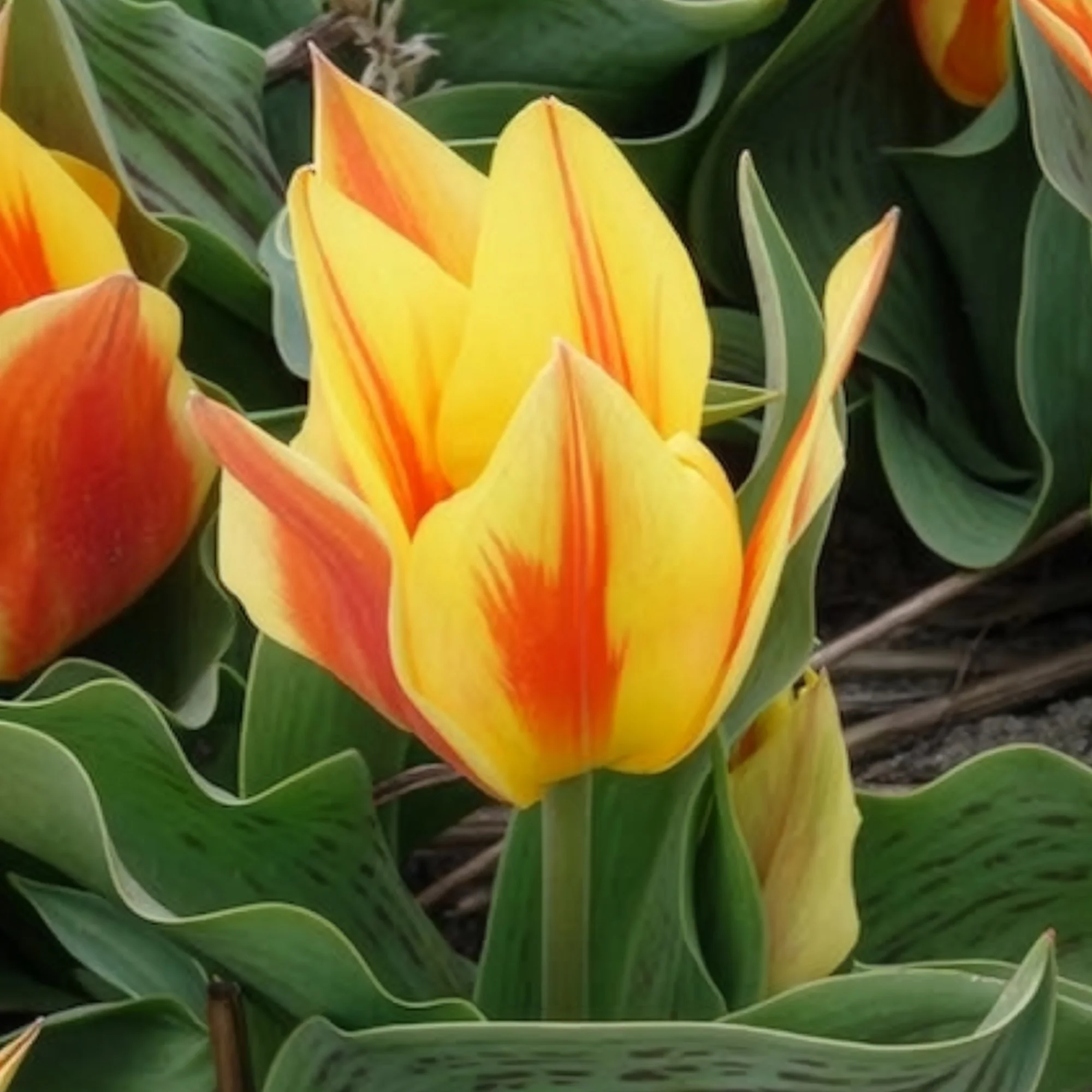Tulpen Winnipeg (x10) - Image 3