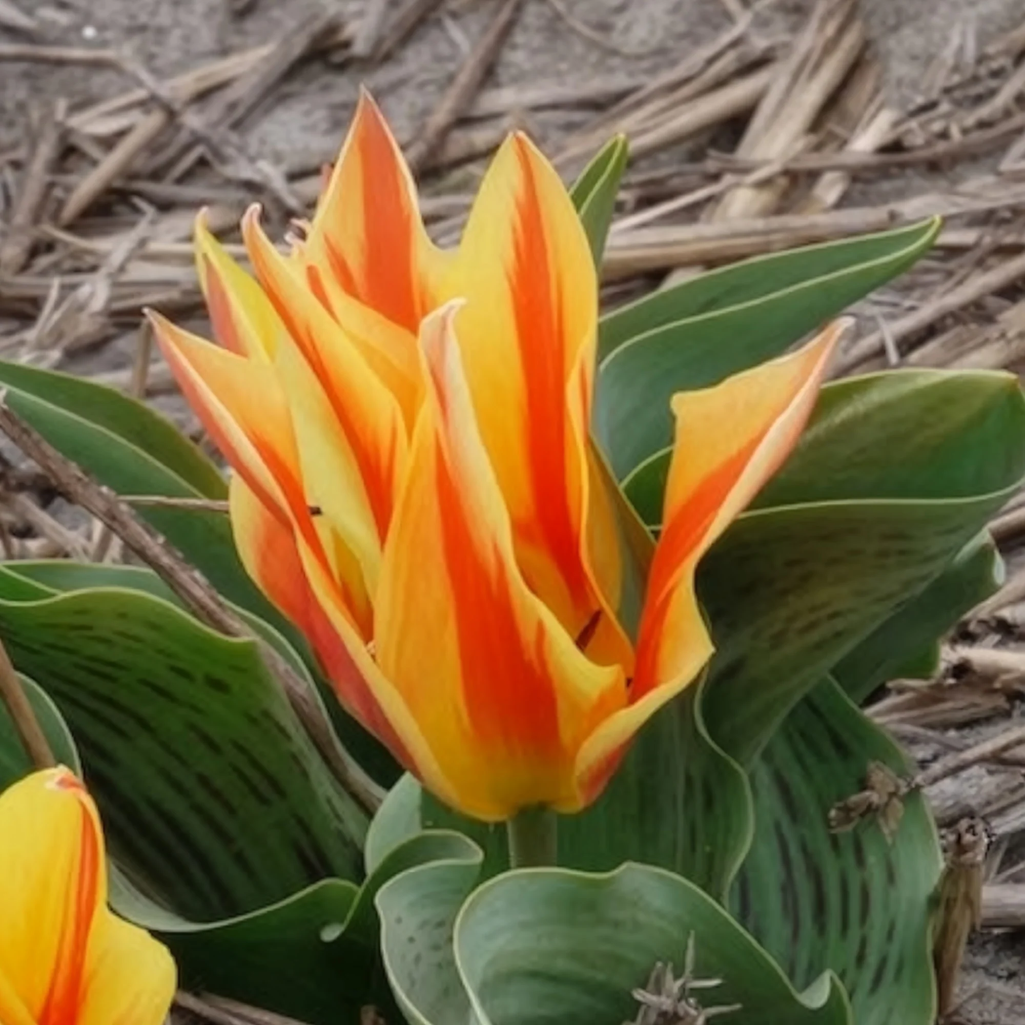 Tulpen Winnipeg (x10) - Image 5