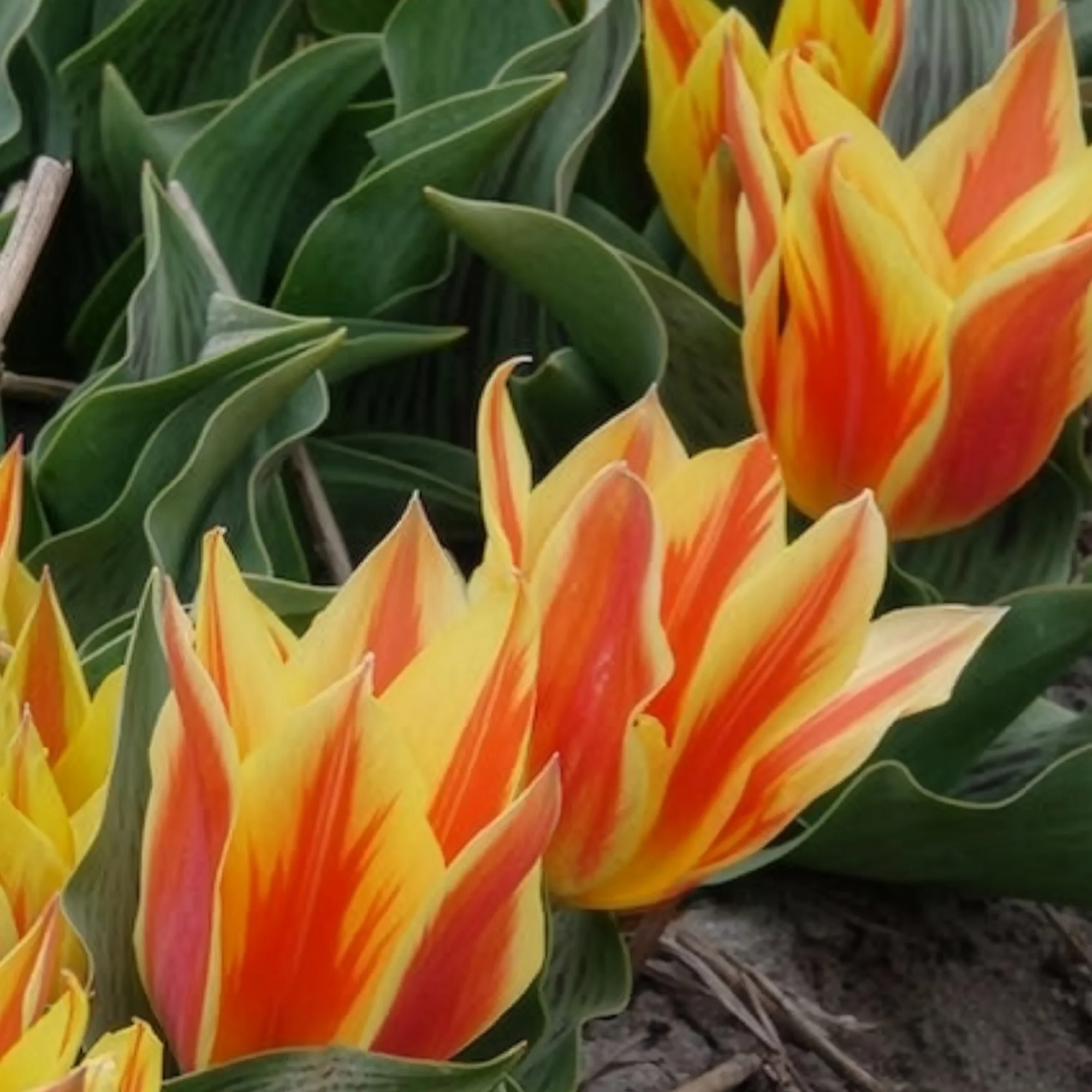 Tulpen Winnipeg (x10) - Image 6