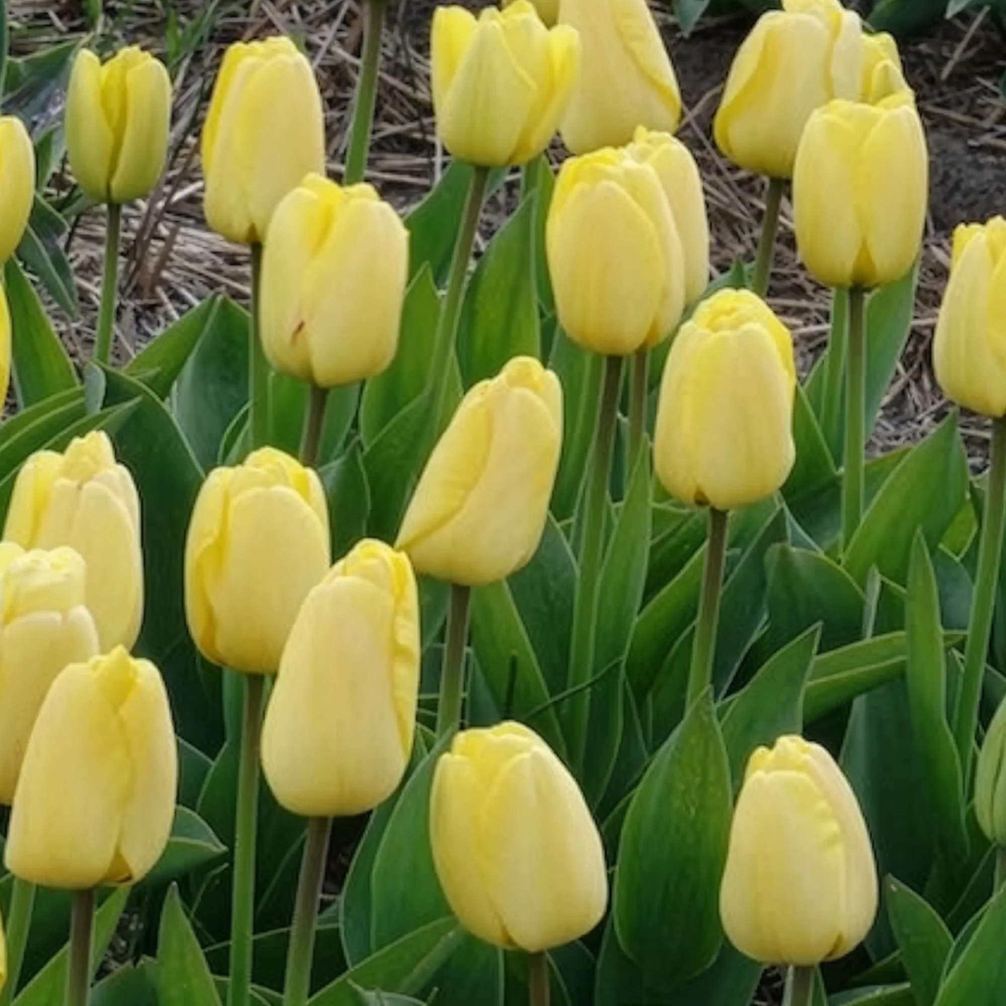Tulpen Darwin Golden parade - Image 6
