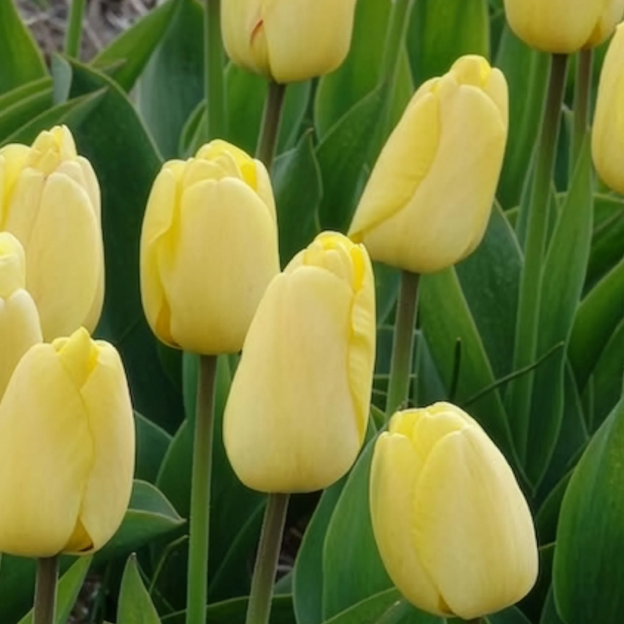 Tulpen Darwin Golden parade - Image 7