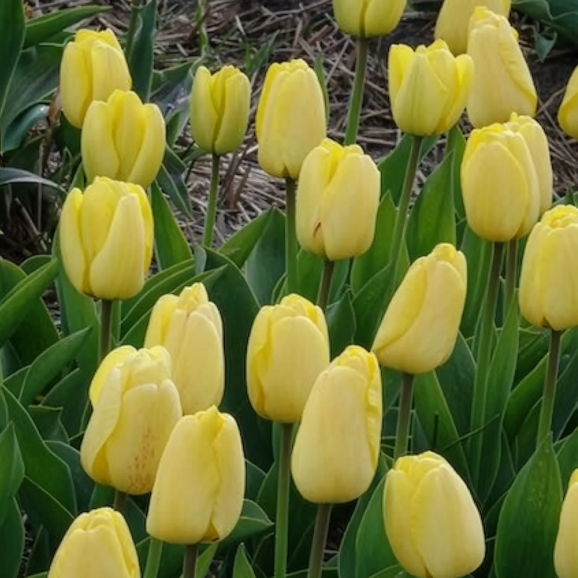 Tulpen Darwin Golden parade - Image 8
