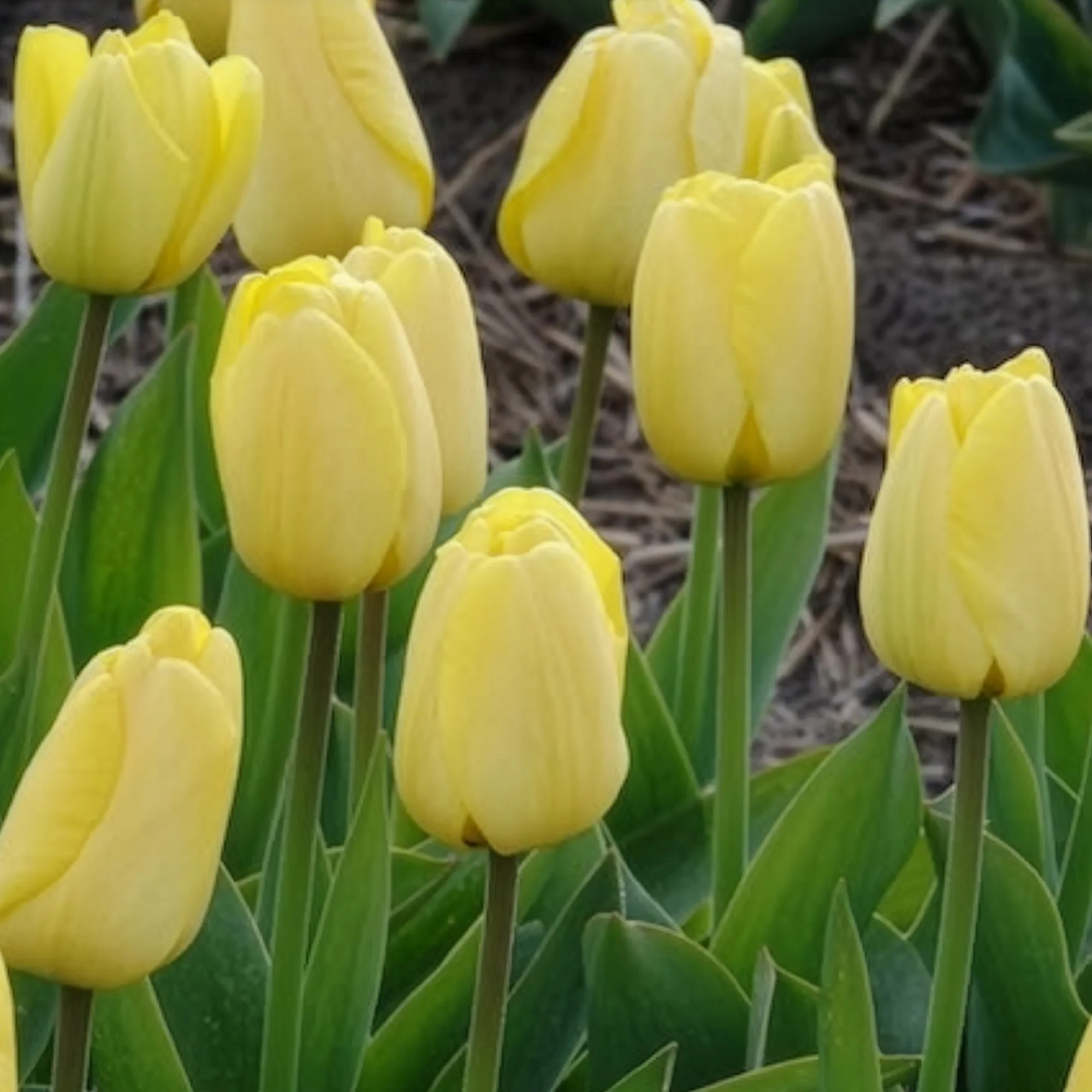 Tulpen Darwin Golden parade - Image 9