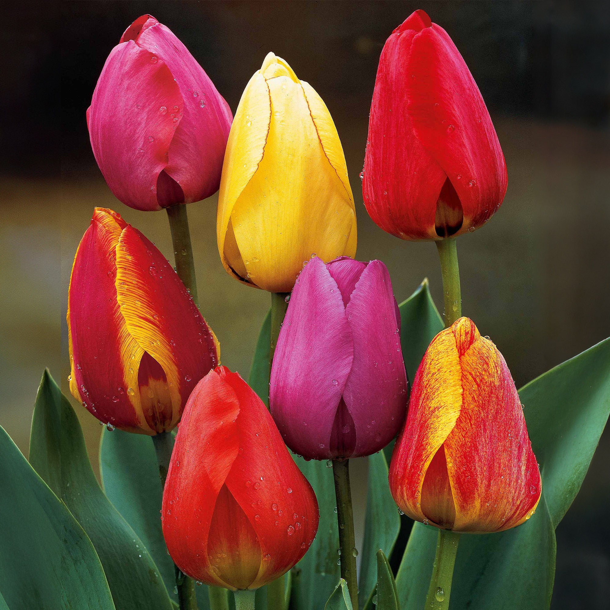 Tulpen Darwin Hybride gemengd (x30)