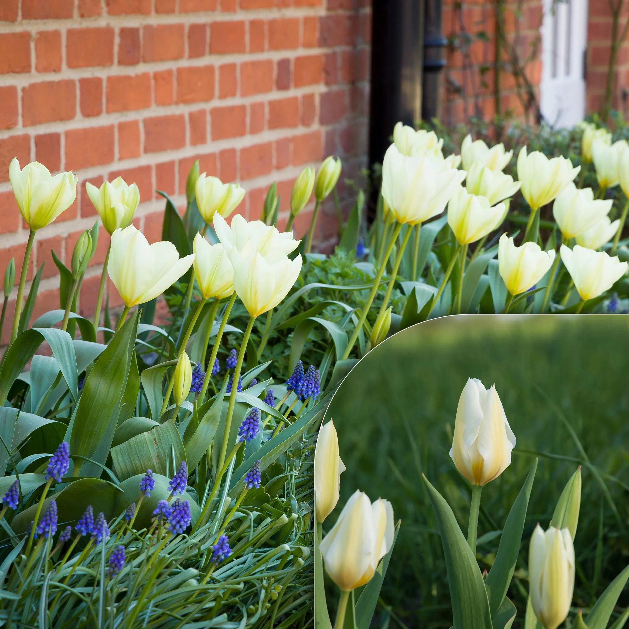 Tulpen Fosteriana Purissima