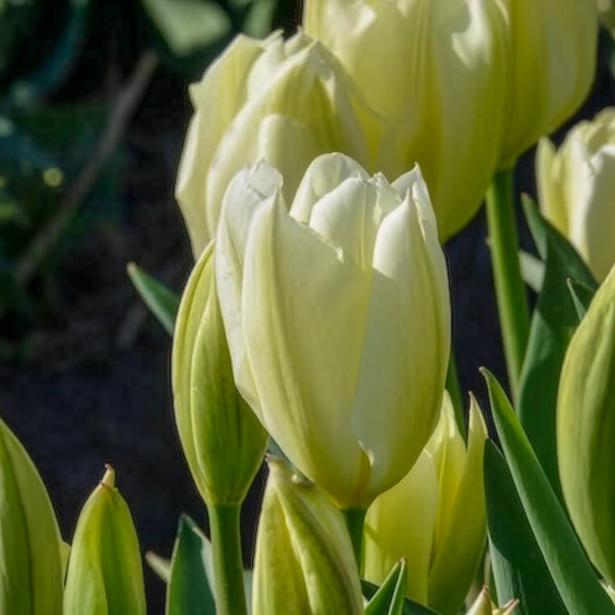 Tulpen Fosteriana Purissima - Image 10
