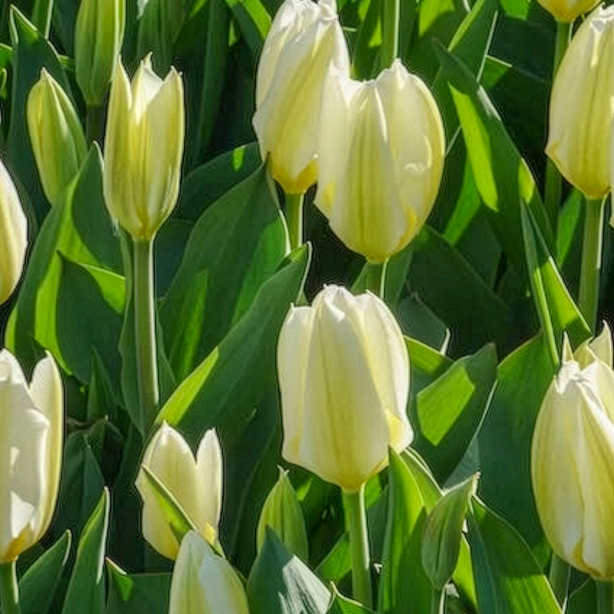 Tulpen Fosteriana Purissima - Image 11