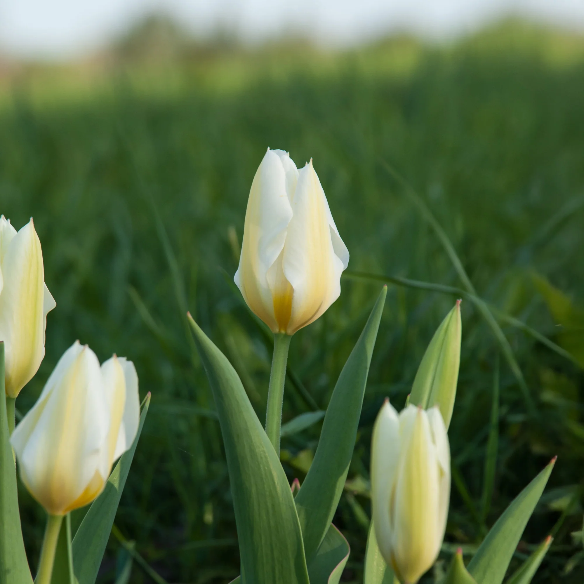 Tulpen Fosteriana Purissima - Image 2