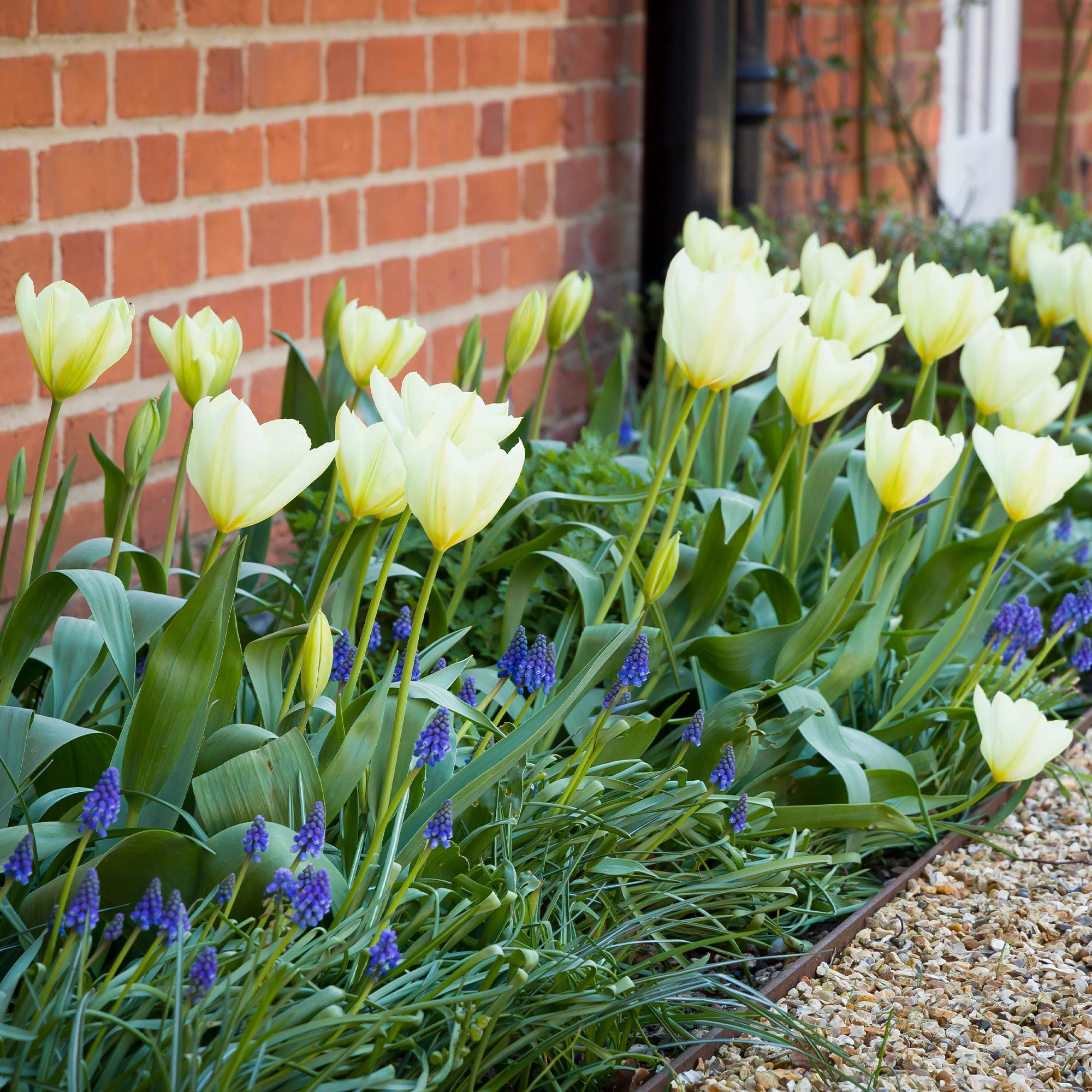 Tulpen Fosteriana Purissima - Image 3