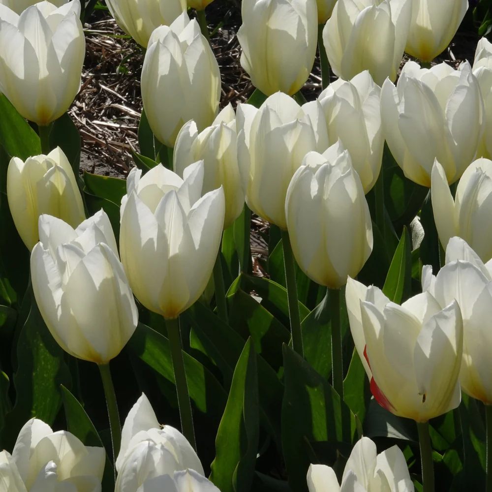 Tulpen Fosteriana Purissima - Image 4