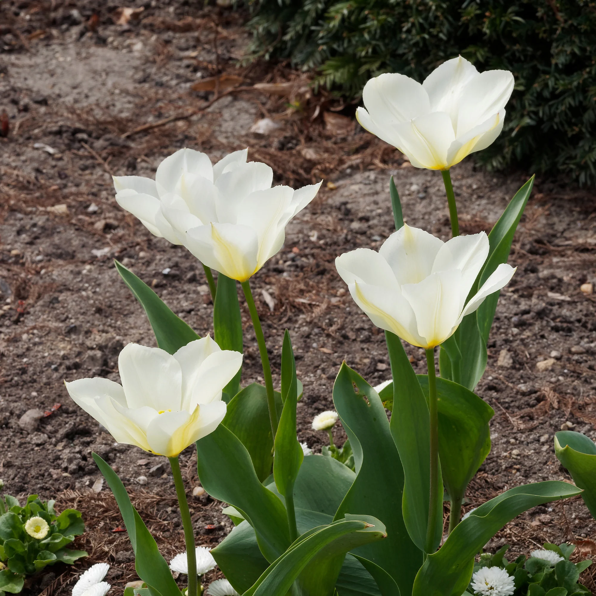Tulpen Fosteriana Purissima - Image 5