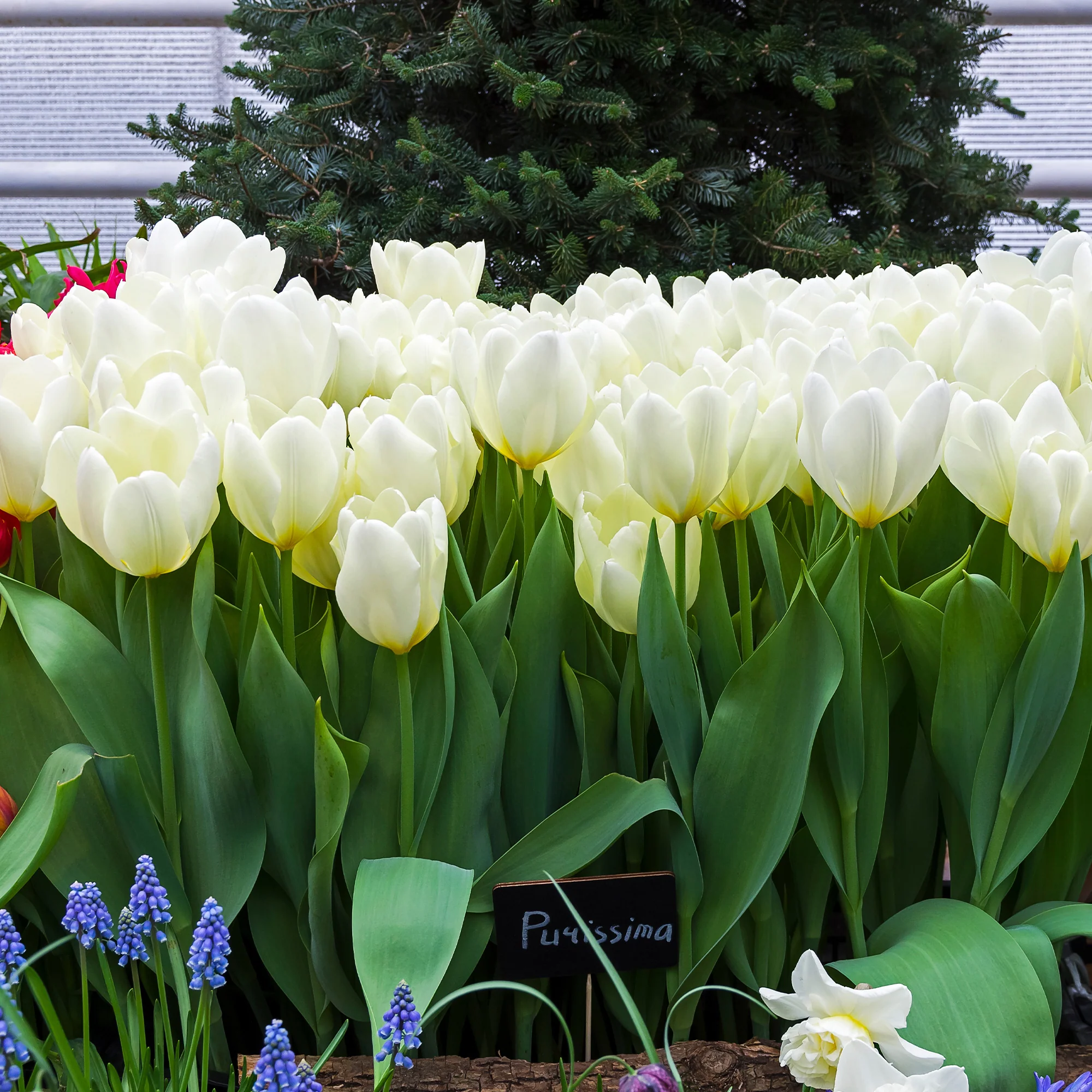 Tulpen Fosteriana Purissima - Image 6