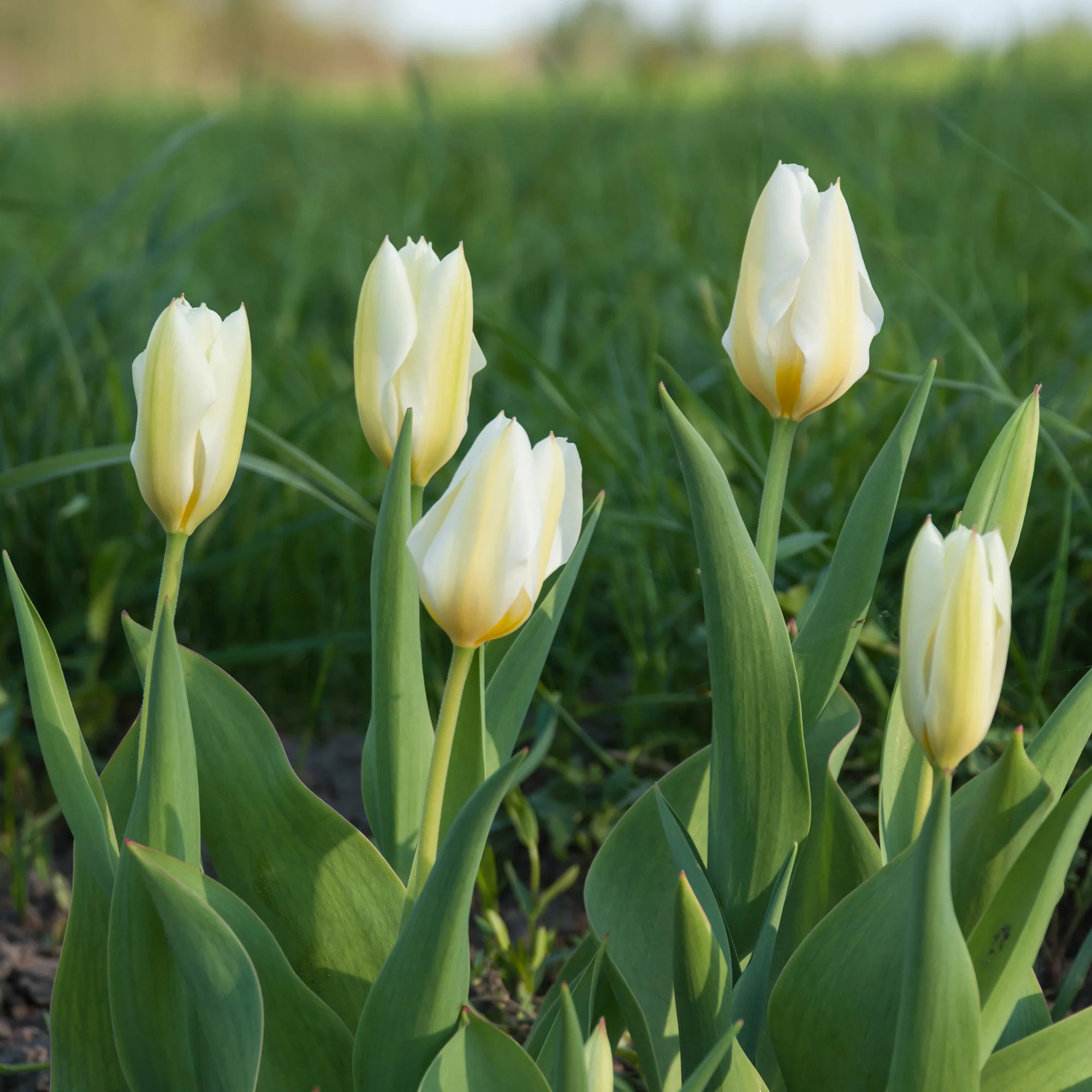 Tulpen Fosteriana Purissima - Image 7