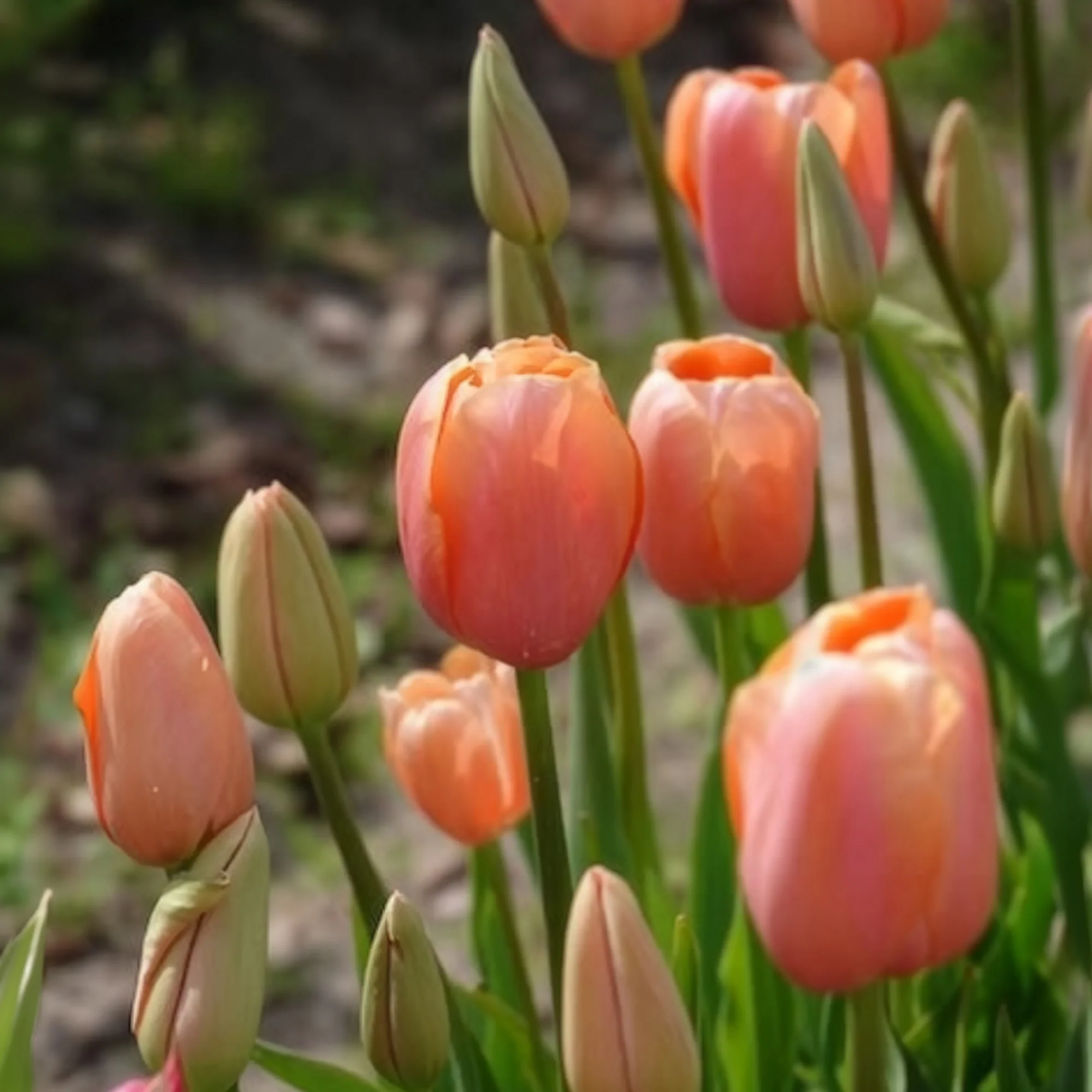 Tulpen Menton