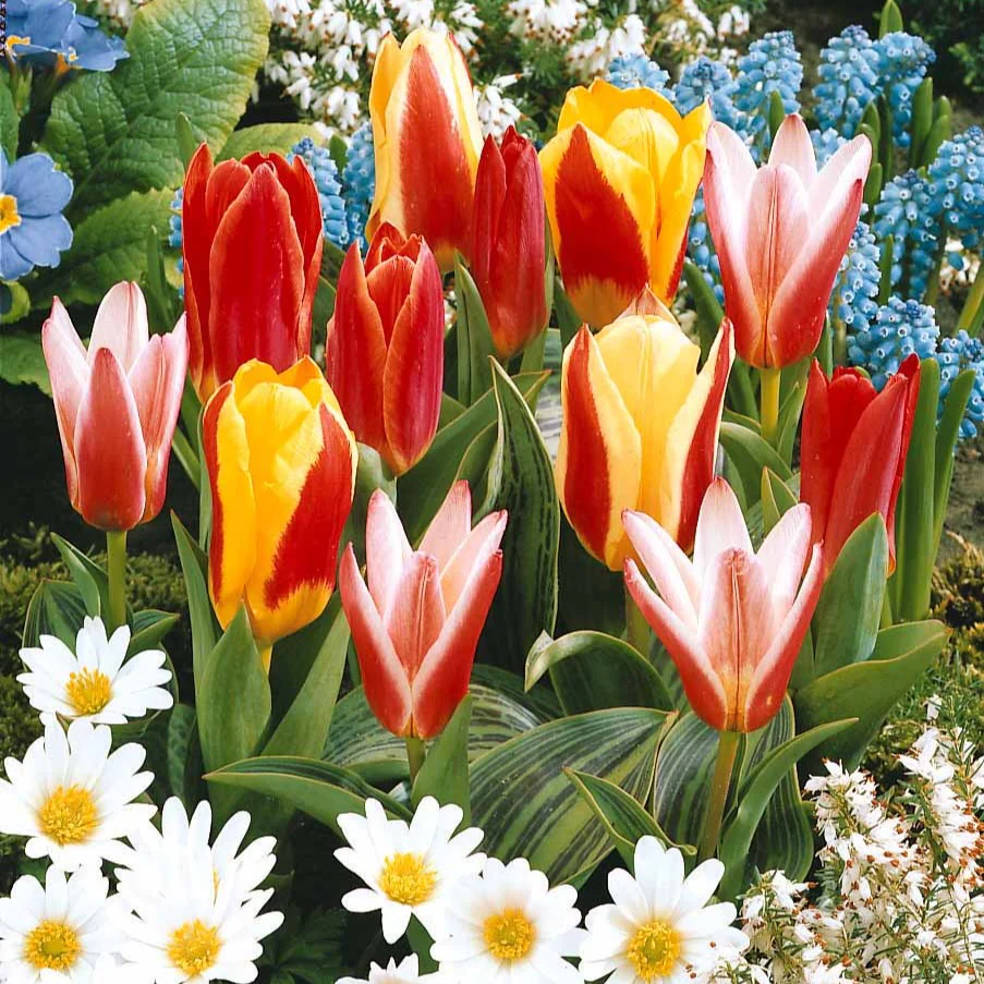 Tulpen Mix '3 maanden bloemen' (x60) - Image 2