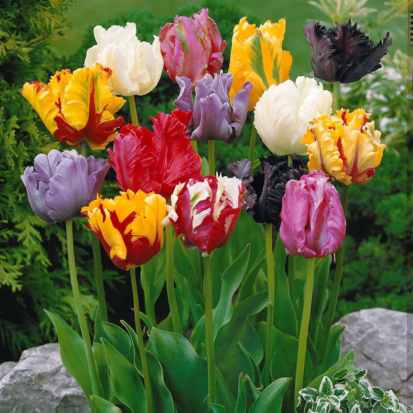 Tulpen Mix '3 maanden bloemen' (x60) - Image 3