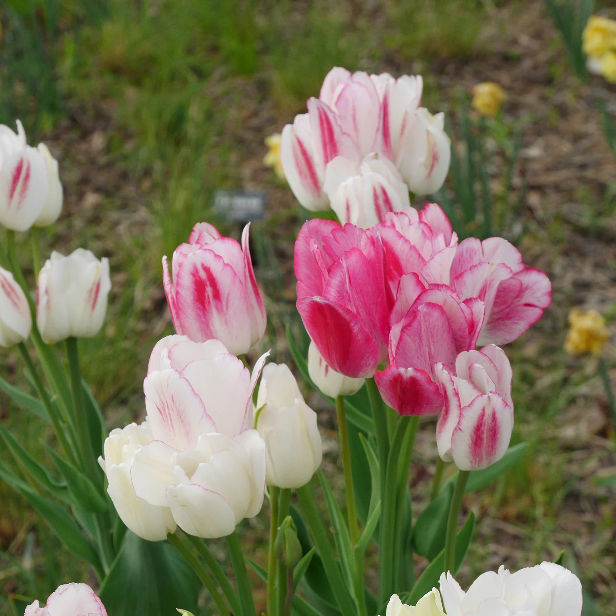 Tulpen Pluriflores Candy Club