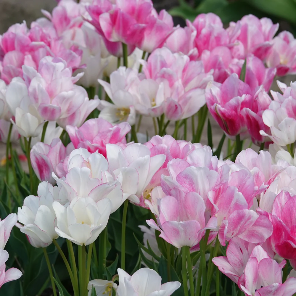 Tulpen Pluriflores Candy Club - Image 2