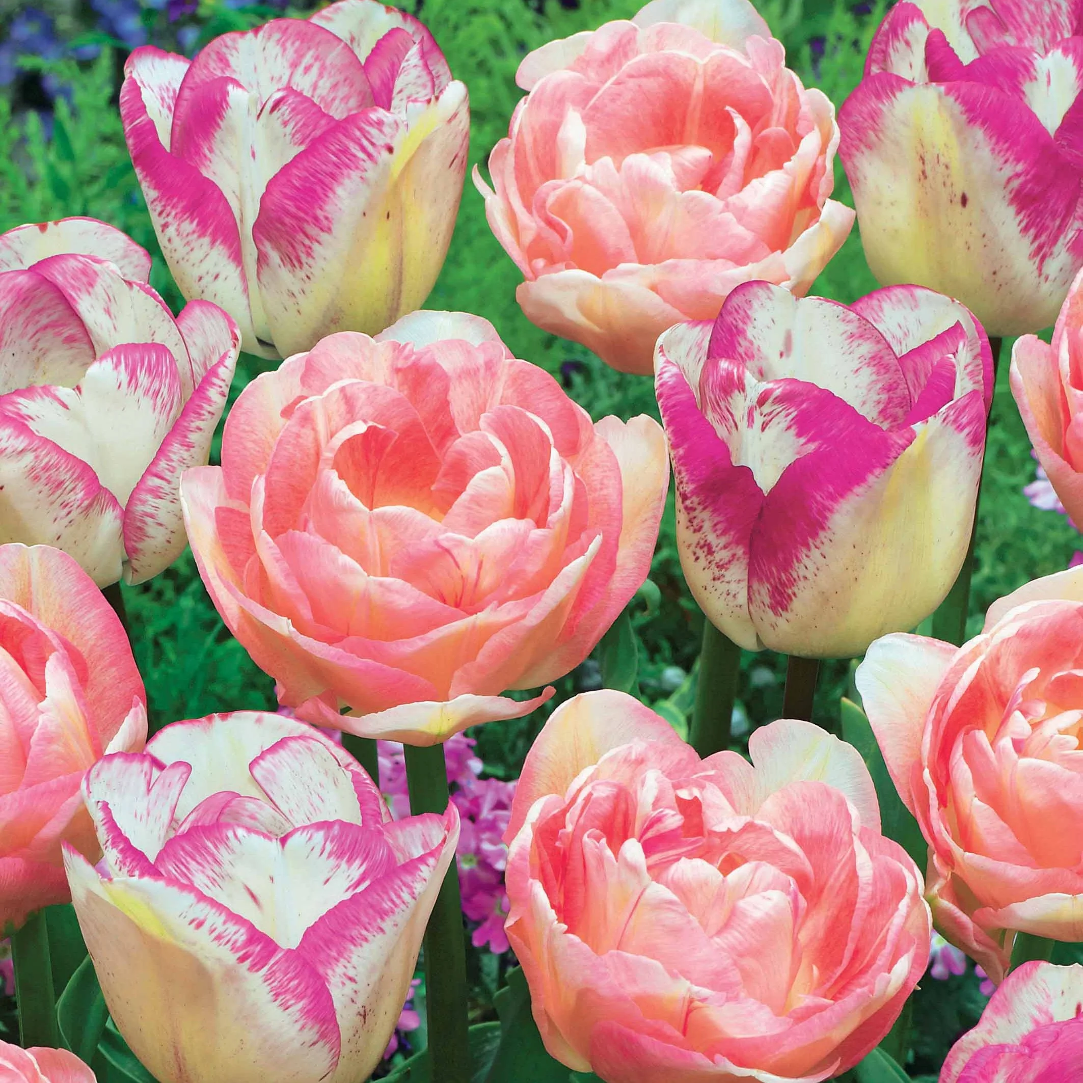 Tulpen romantiek gemengd: 'Angelique' + 'Shirley' (x20) - Image 2