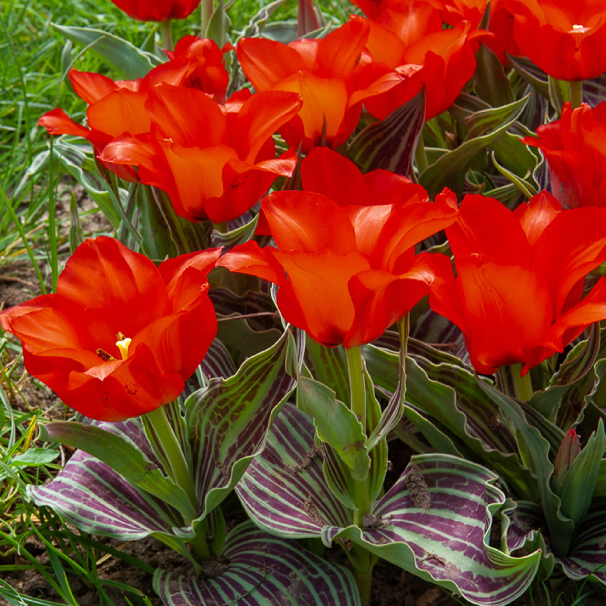 Tulpen Roodkapje (x10)