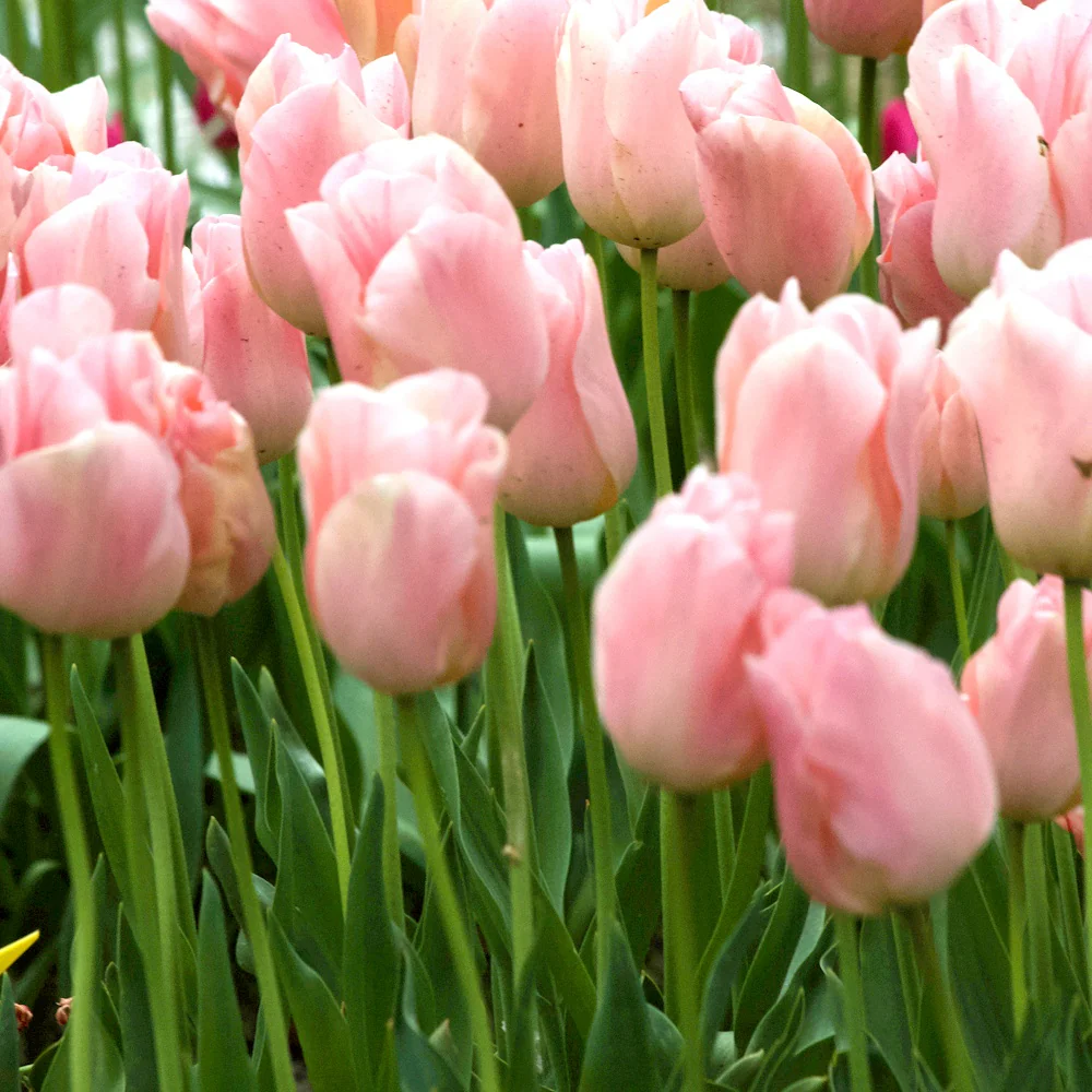 Tulpen Triomphe Apricot Beauty