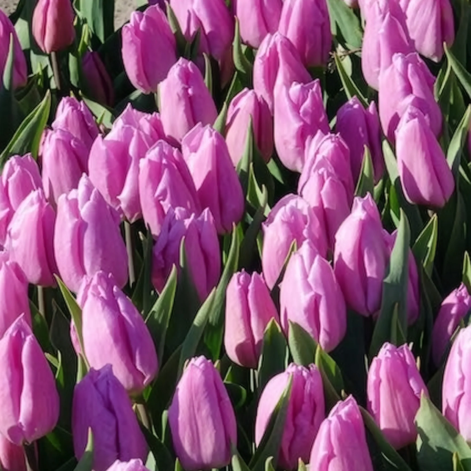 Tulpen Triomphe Candy Prince - Image 4