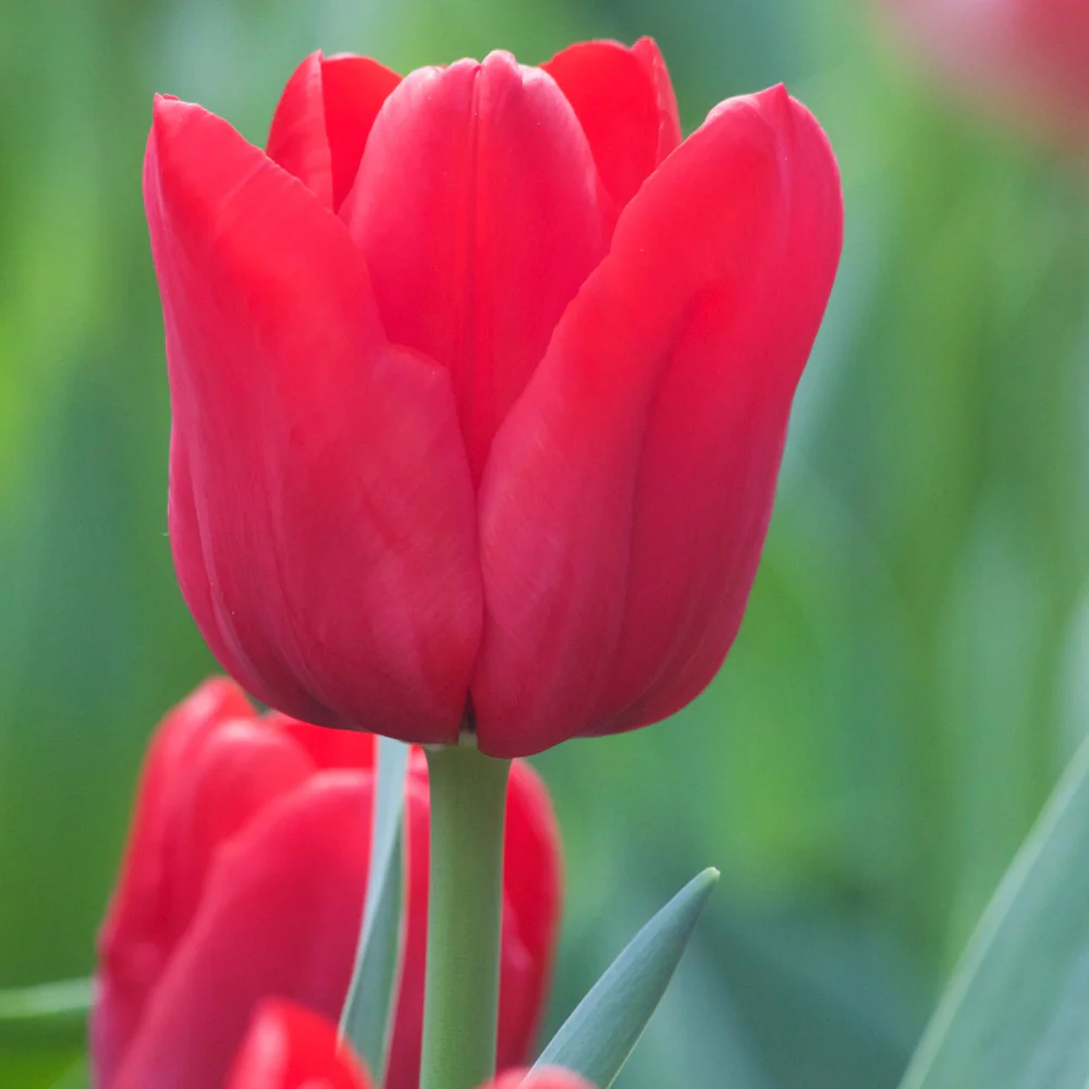 Tulpen Triomphe Ile de France