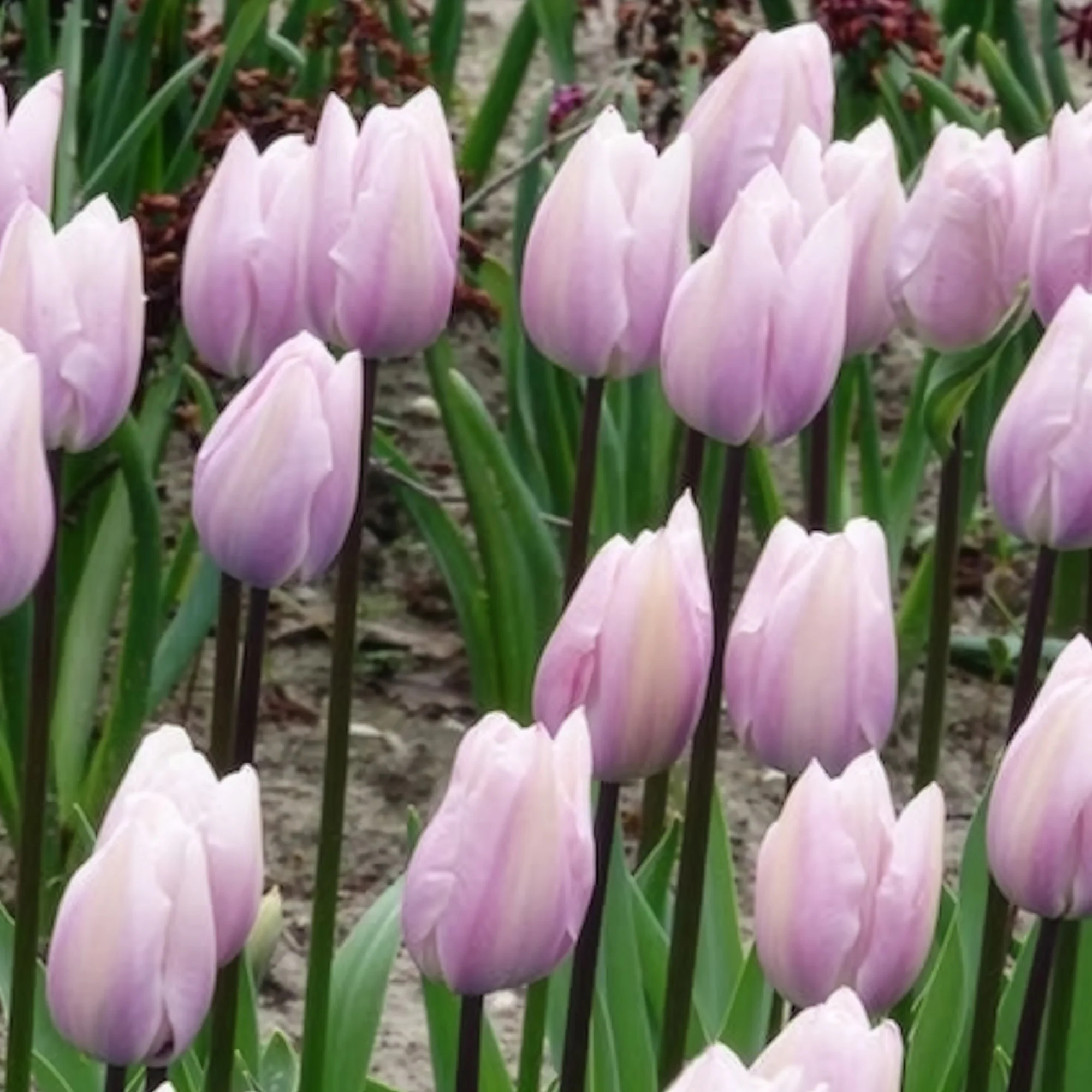 Tulpen Triomphe Silver Cloud - Image 2