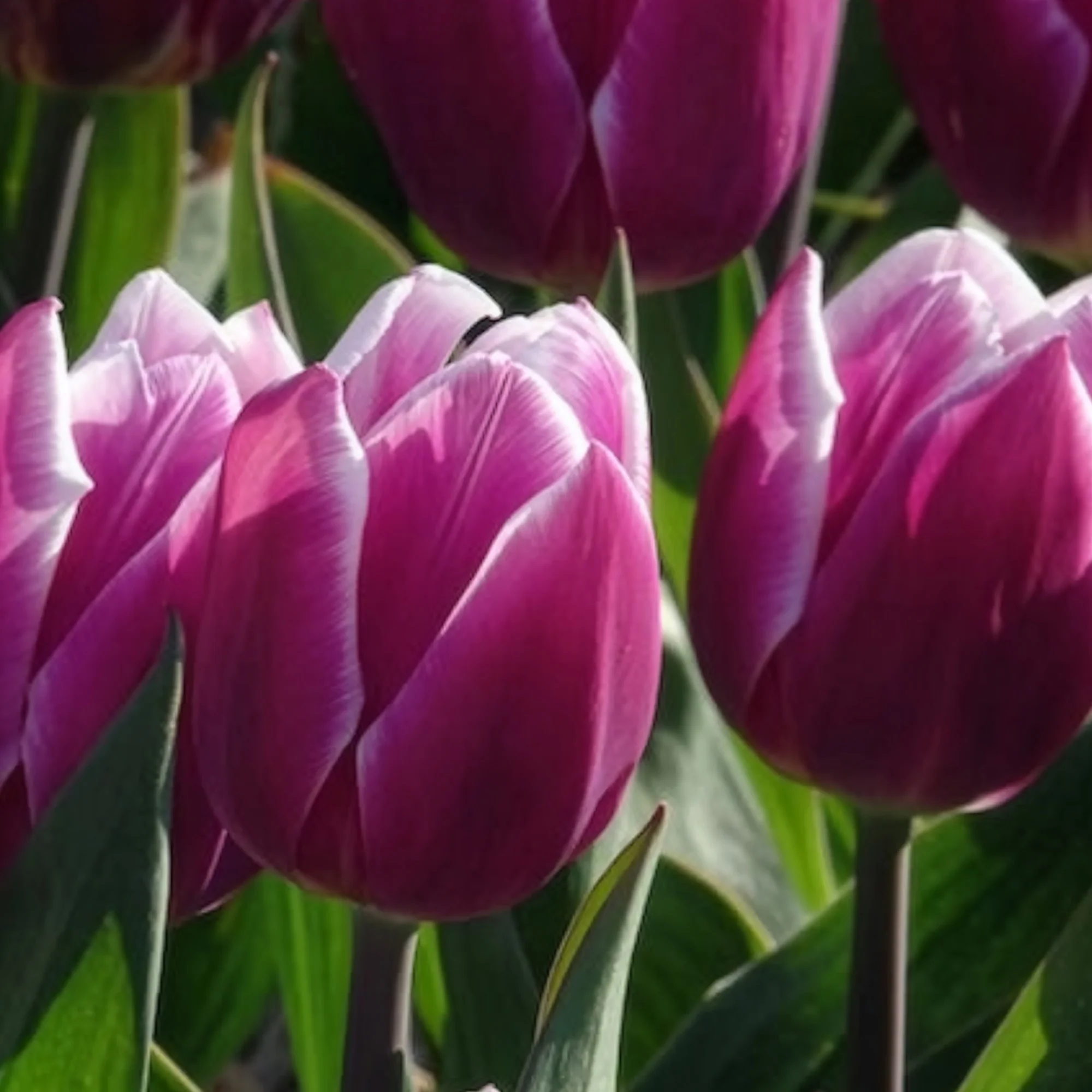 Tulpen Triomphe Synaeda blue (x10) - Image 11
