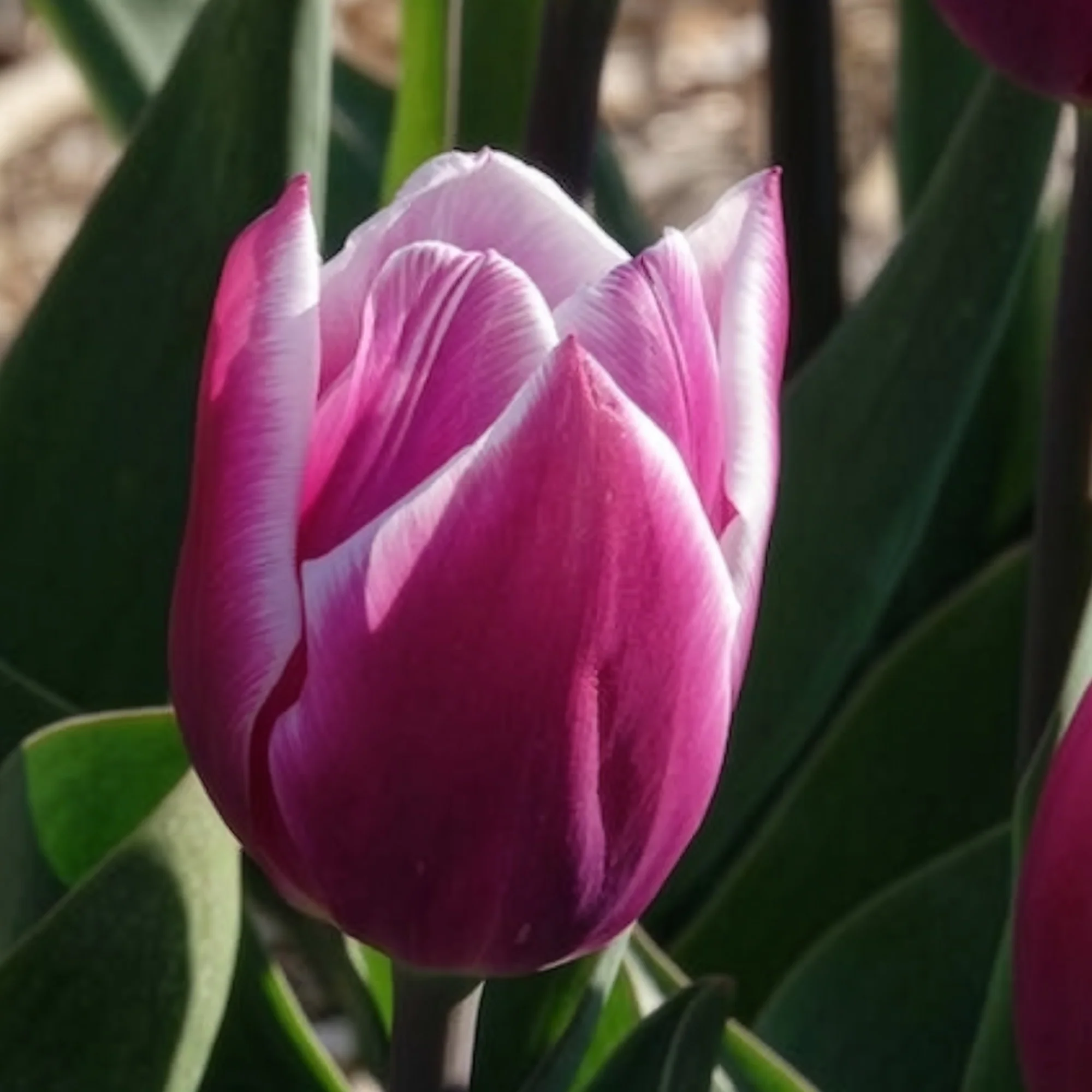 Tulpen Triomphe Synaeda blue (x10) - Image 12