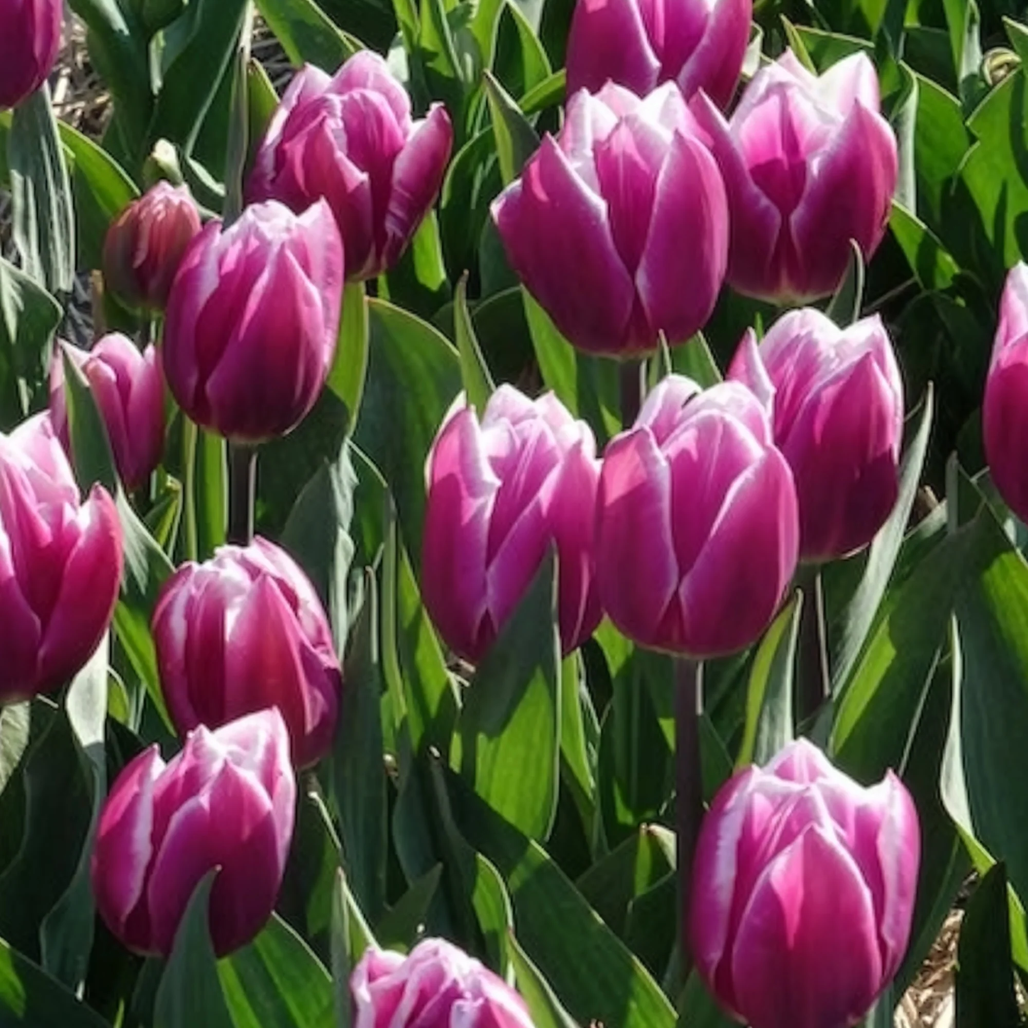 Tulpen Triomphe Synaeda blue (x10) - Image 13