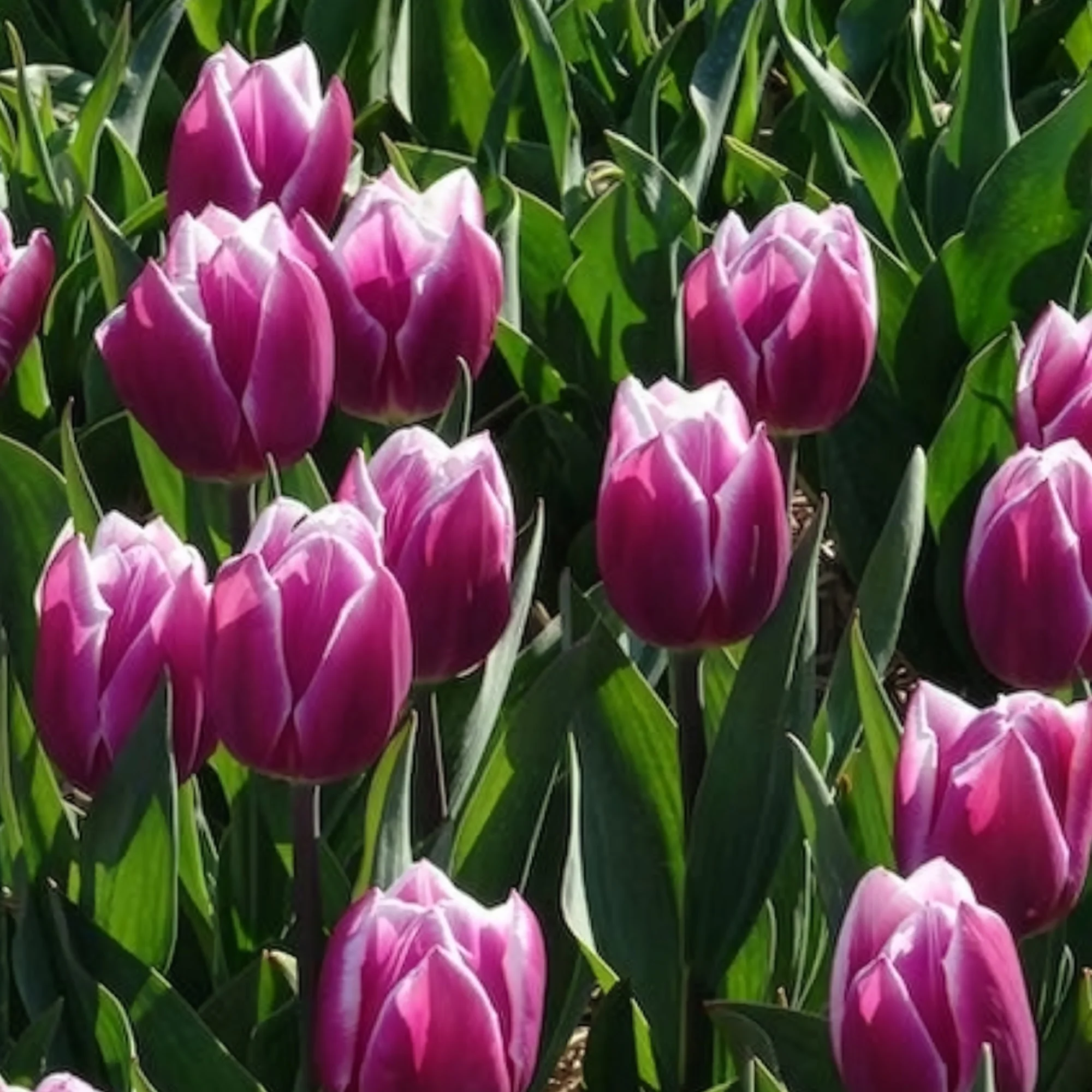 Tulpen Triomphe Synaeda blue (x10) - Image 14