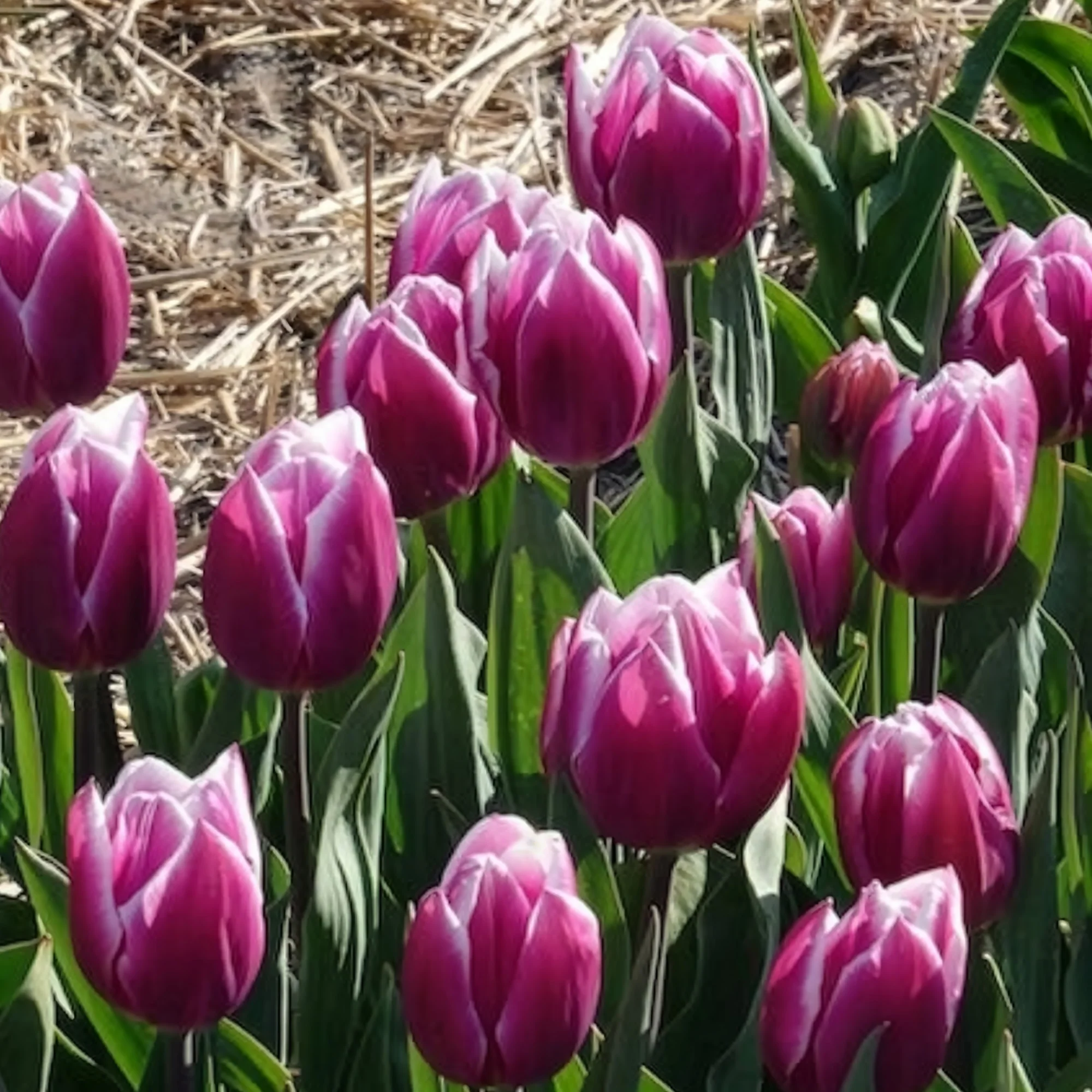 Tulpen Triomphe Synaeda blue (x10) - Image 8