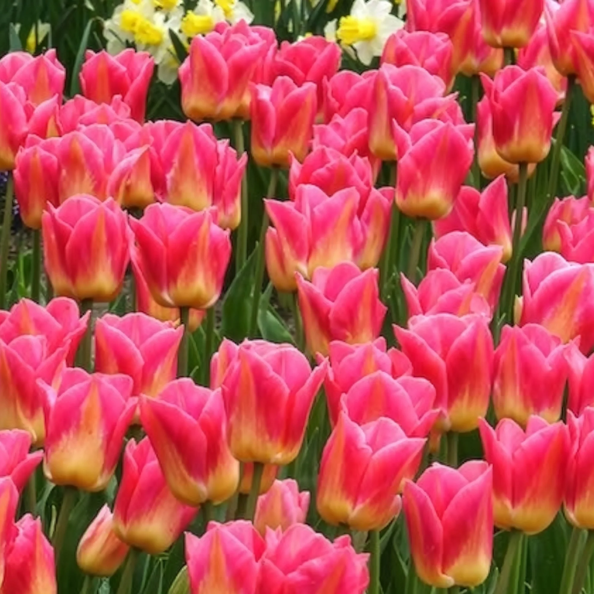 Tulpen Triomphe Tom Pouce - Image 6