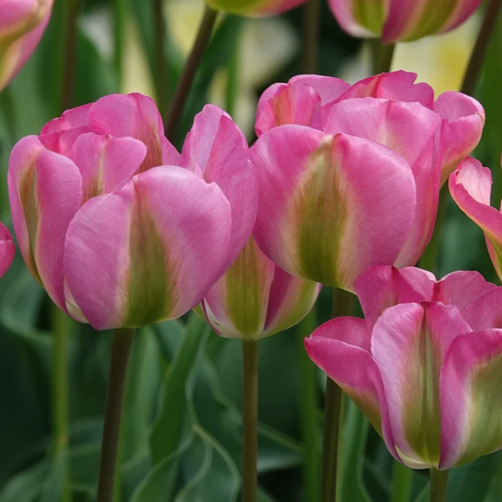 Tulpen Viridiflora Groenland - Image 2