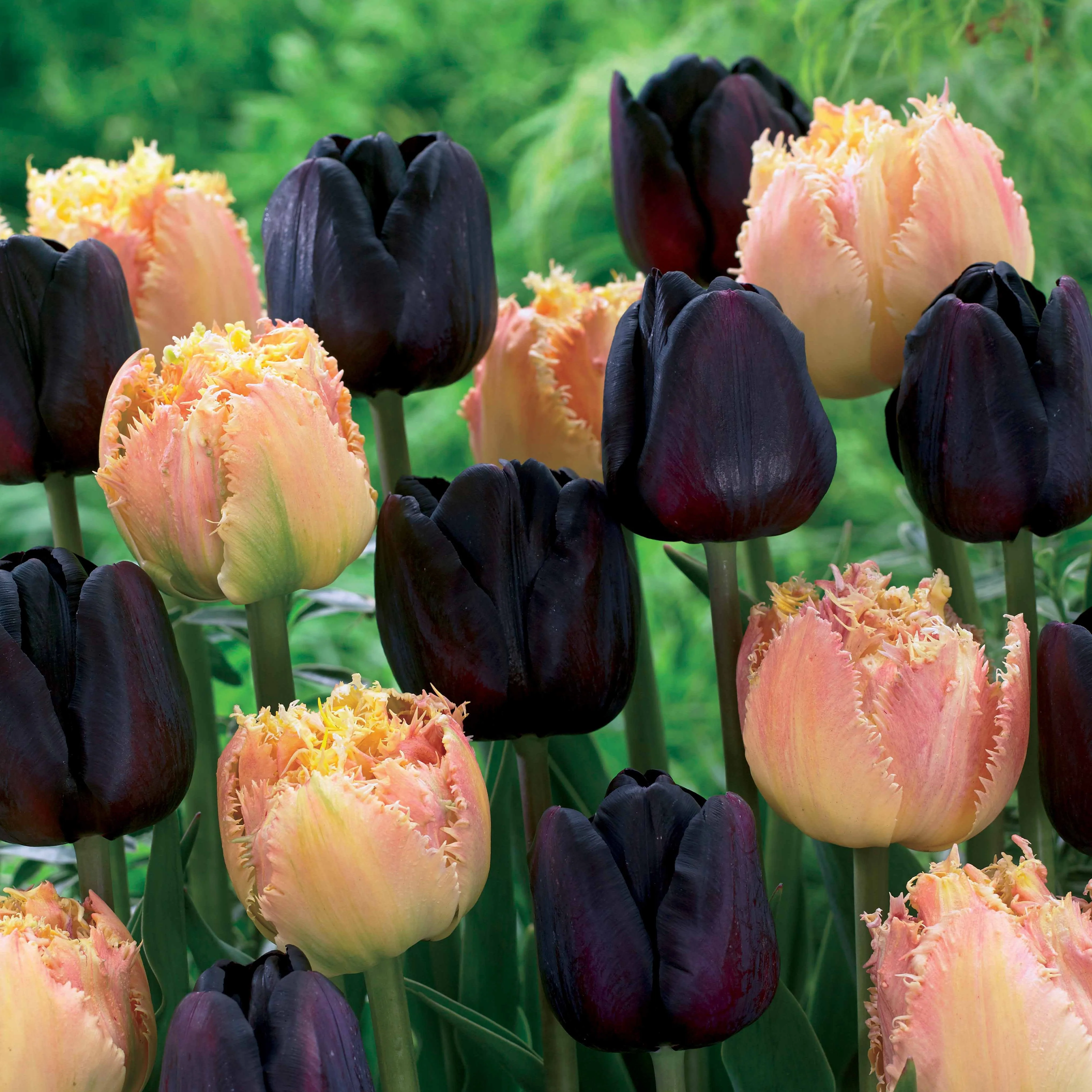 Tulpen Zwart & Abrikoos kleurig (x10)
