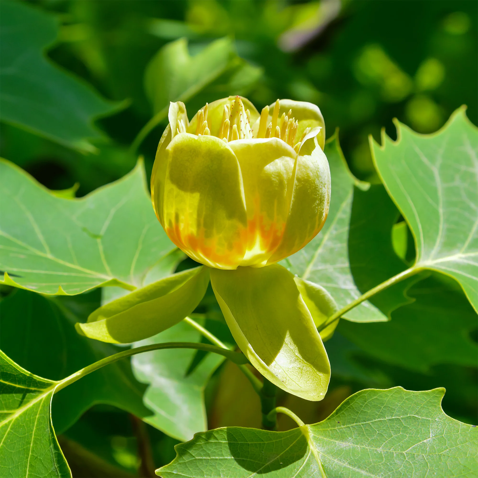 Tulpenboom - Image 4
