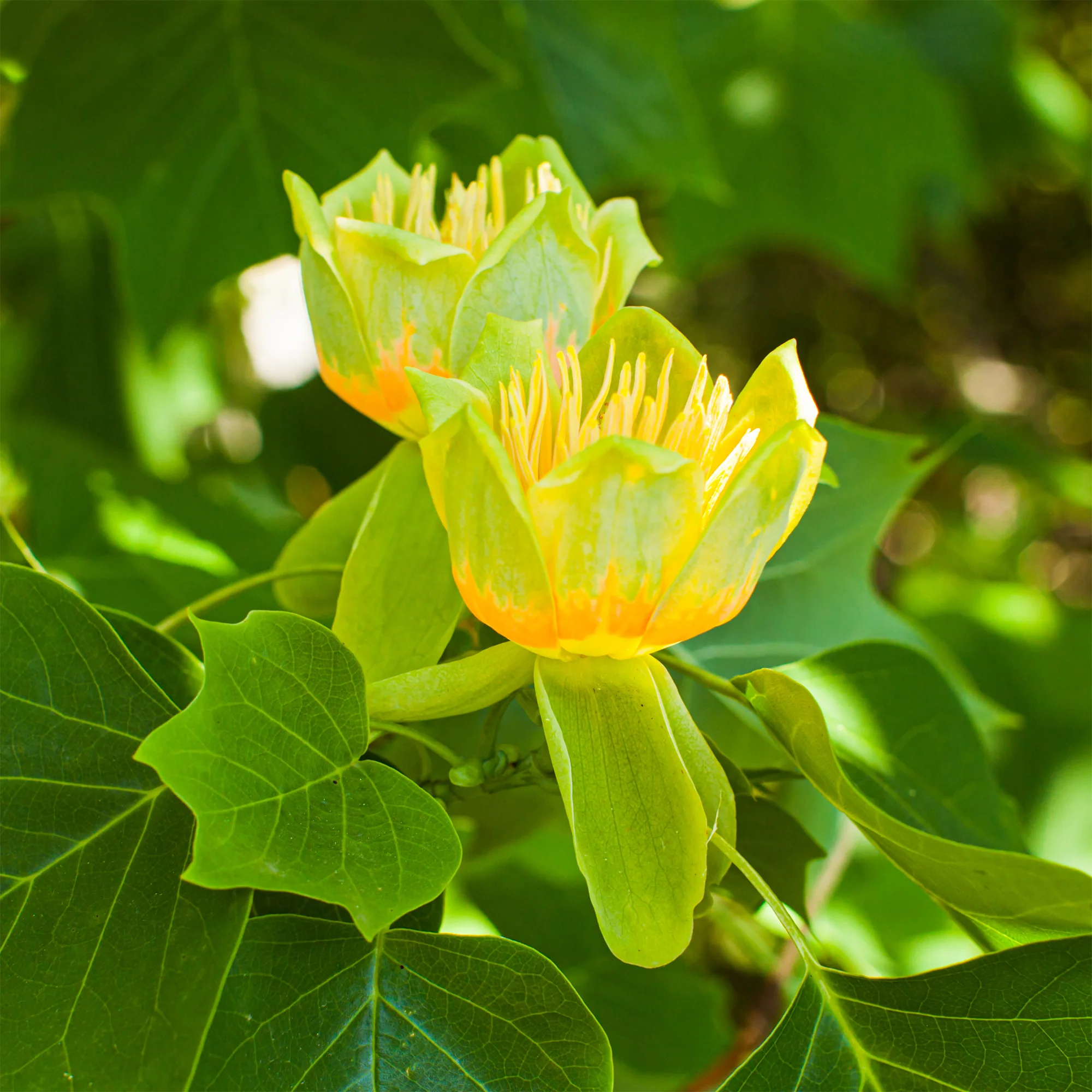 Tulpenboom - Image 8
