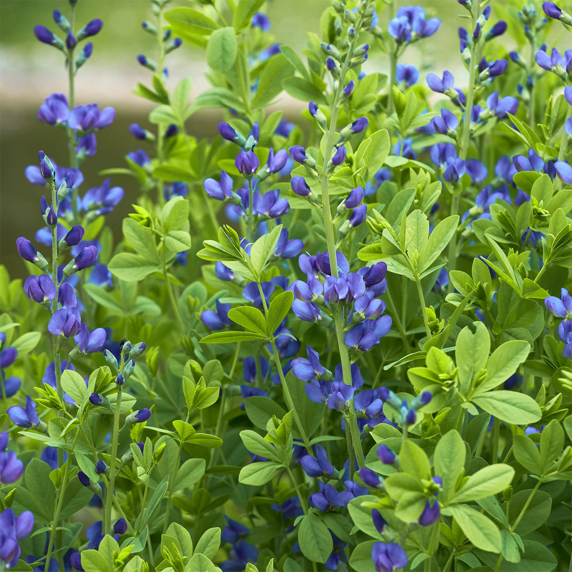 Valse indigo