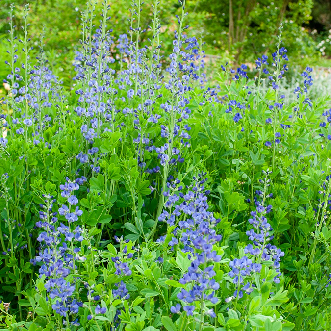 Valse indigo - Image 3