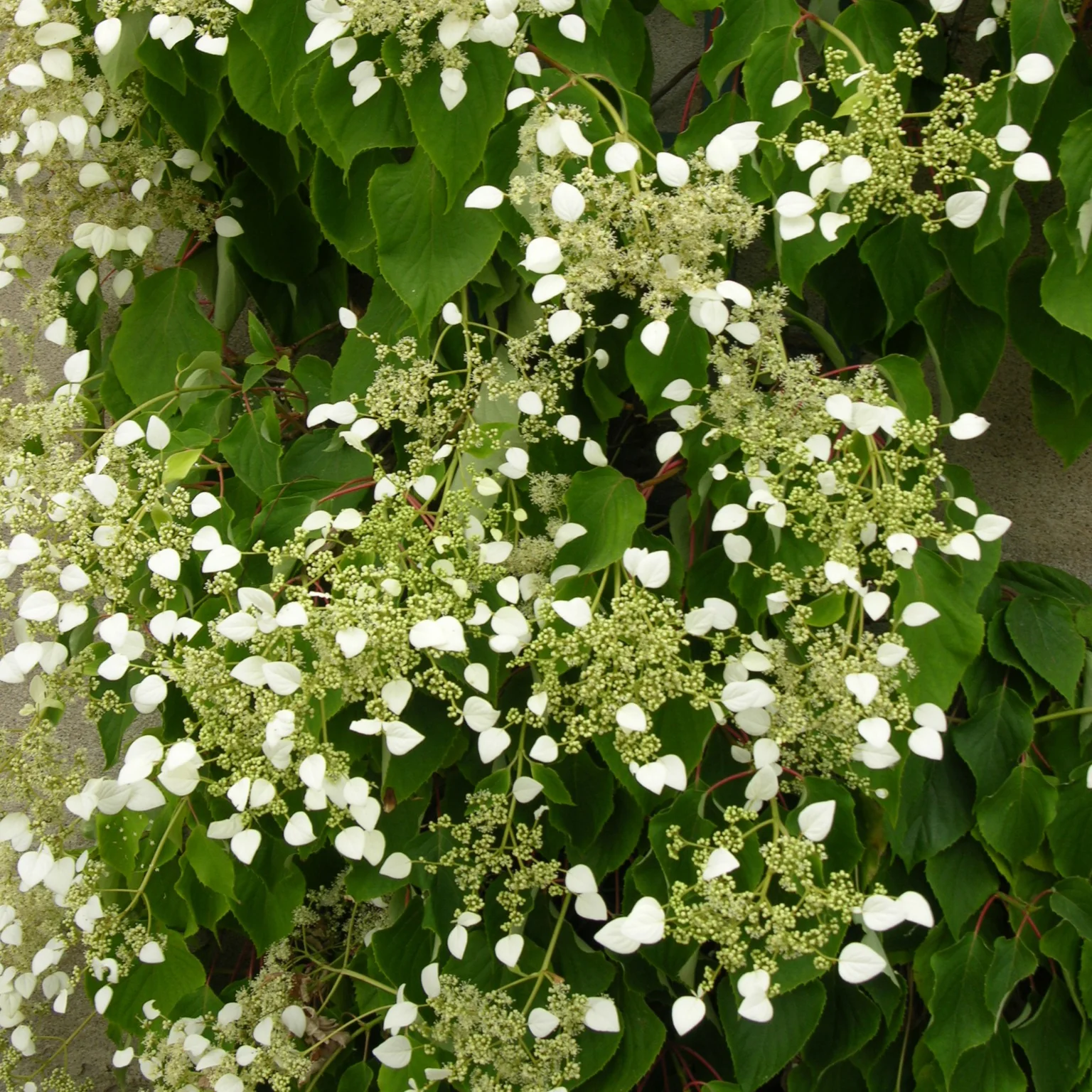 Valse klimhortensia - Image 7