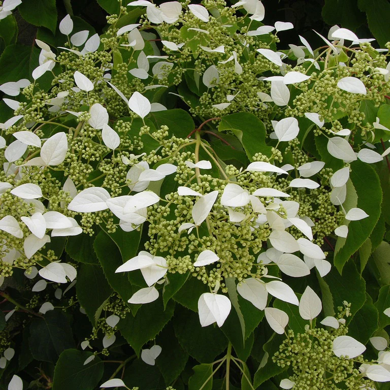 Valse klimhortensia - Image 8